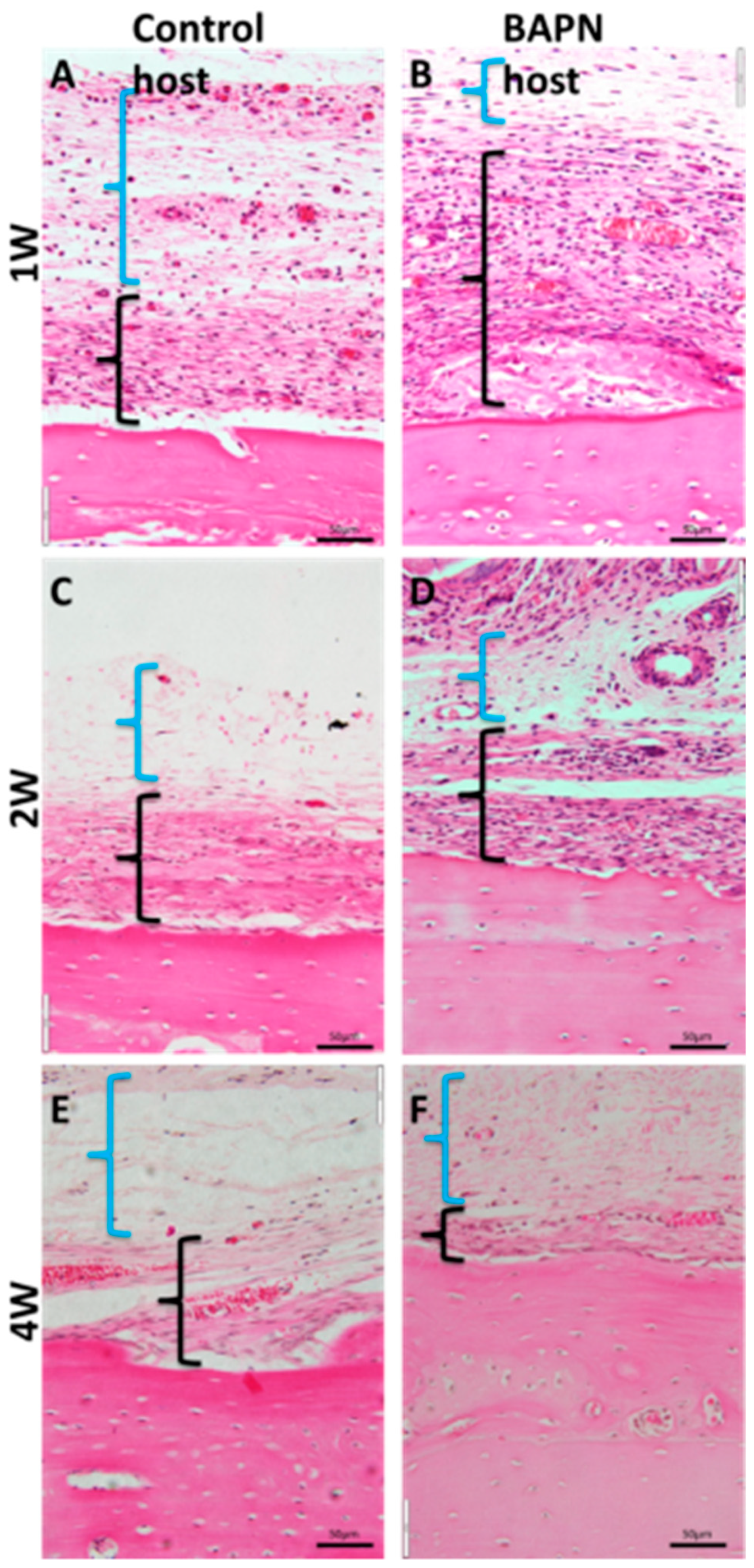 Dentistry 07 00045 g006