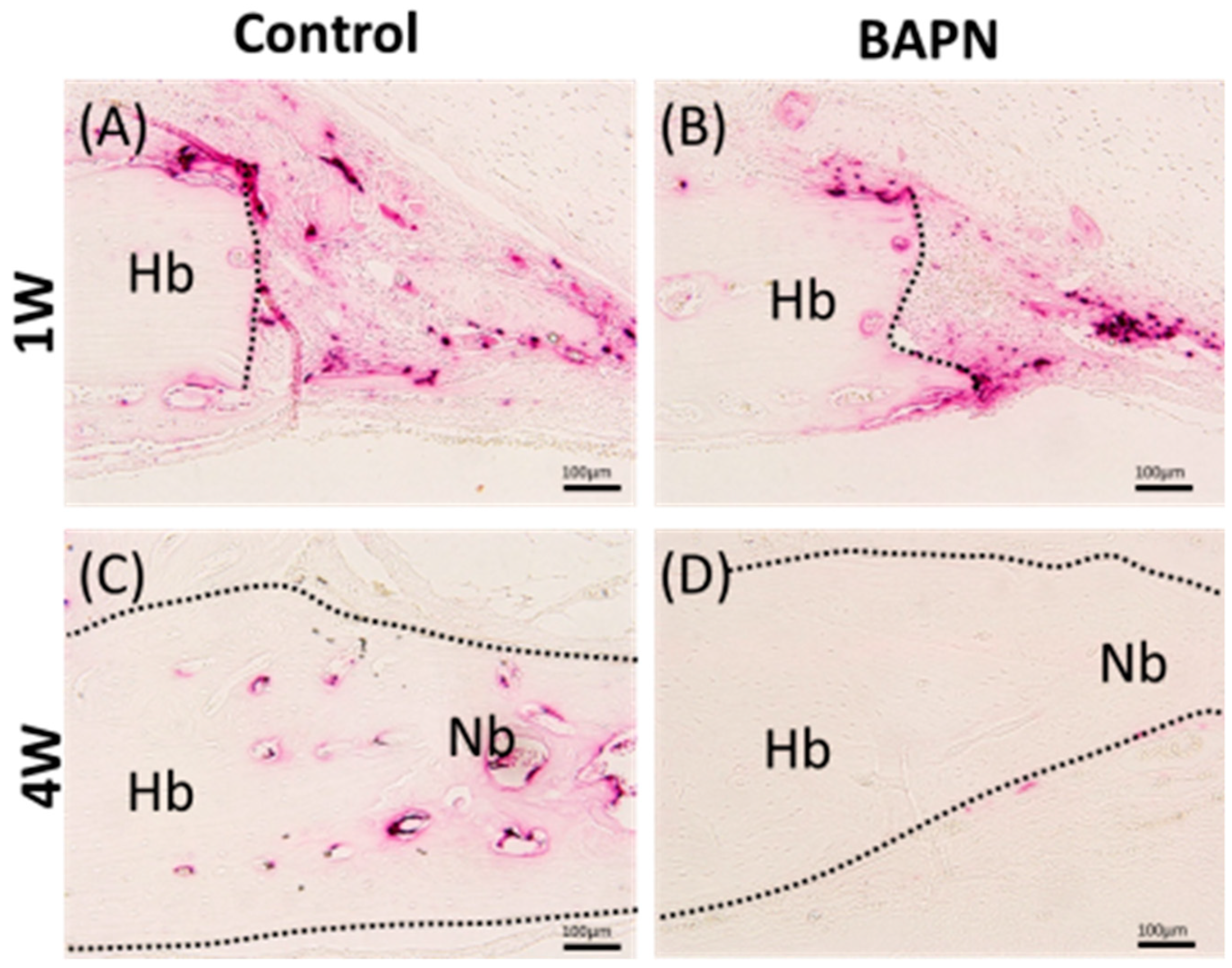 Dentistry 07 00045 g008