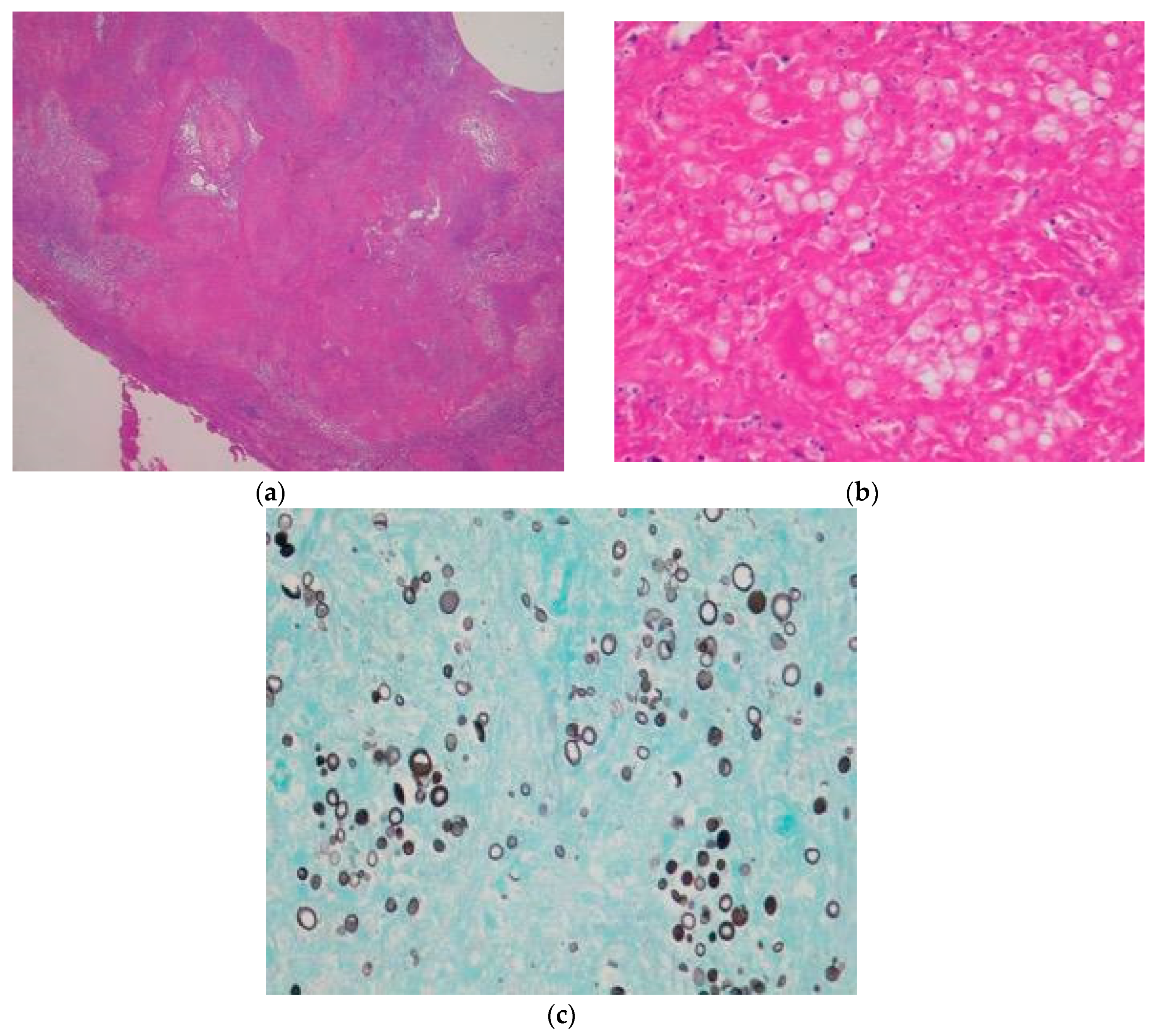 Dentistry 07 00102 g005 Dentistry 07 00102 g005