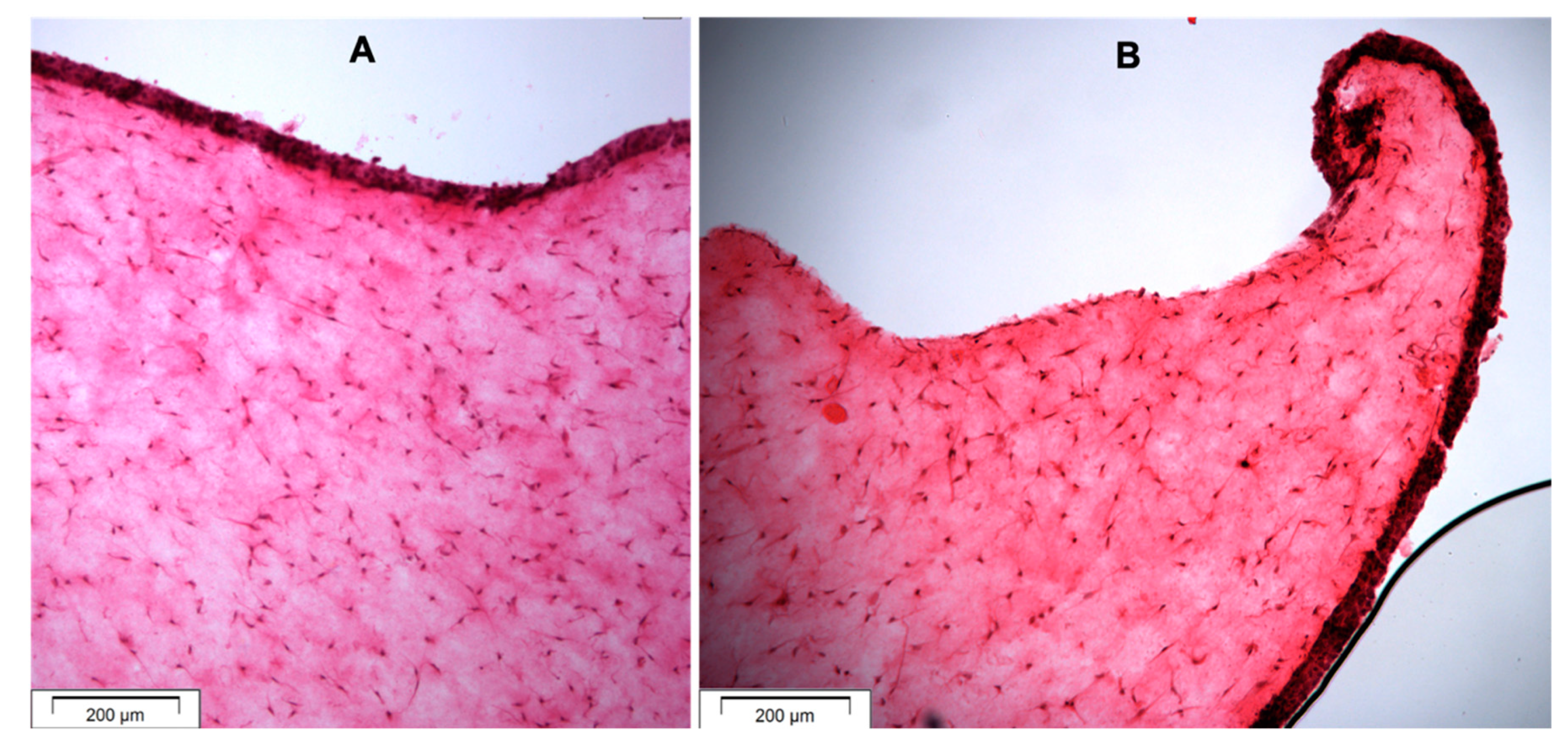 Dentistry 07 00110 g003