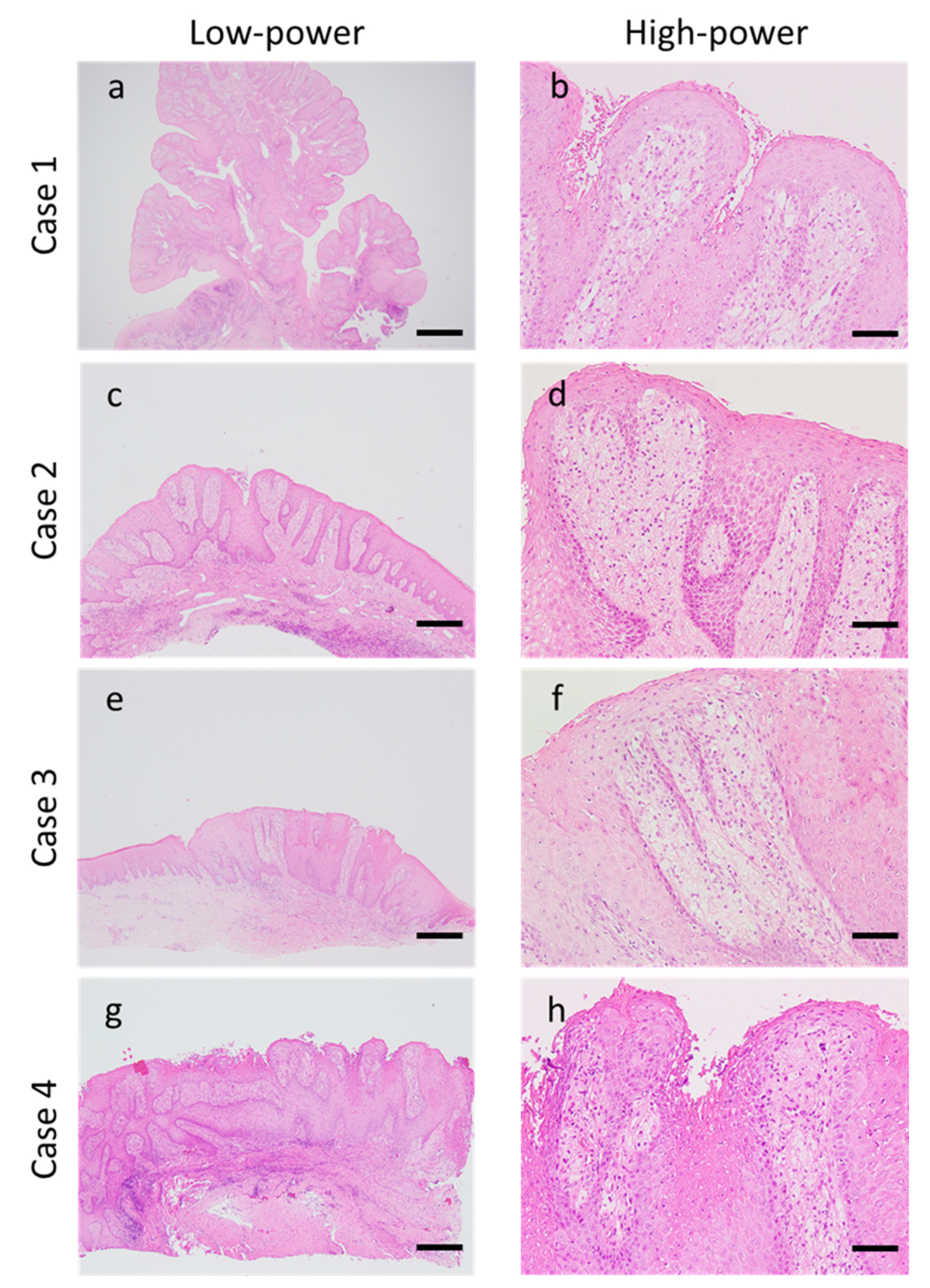 Dentistry 08 00018 g001