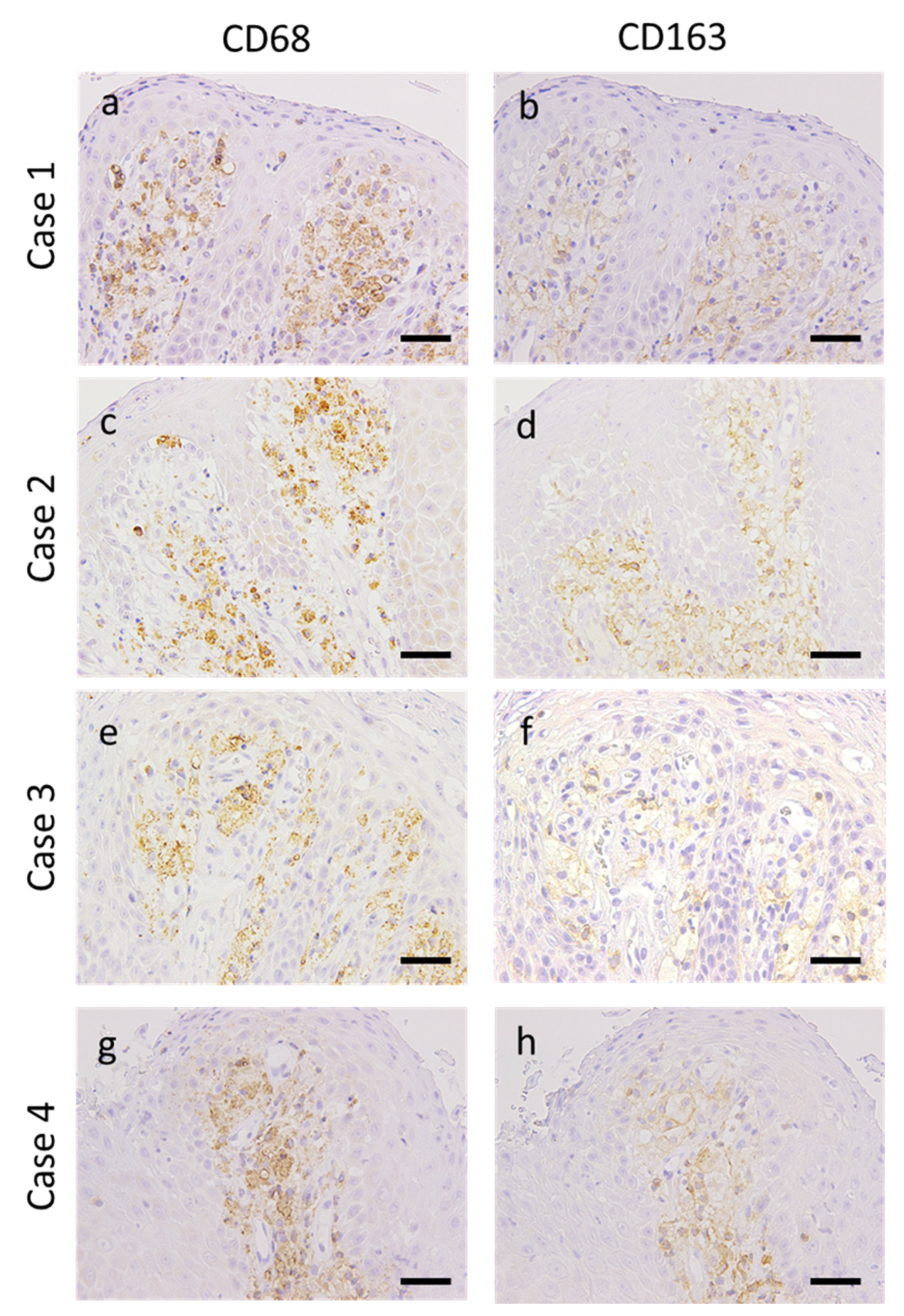 Dentistry 08 00018 g002
