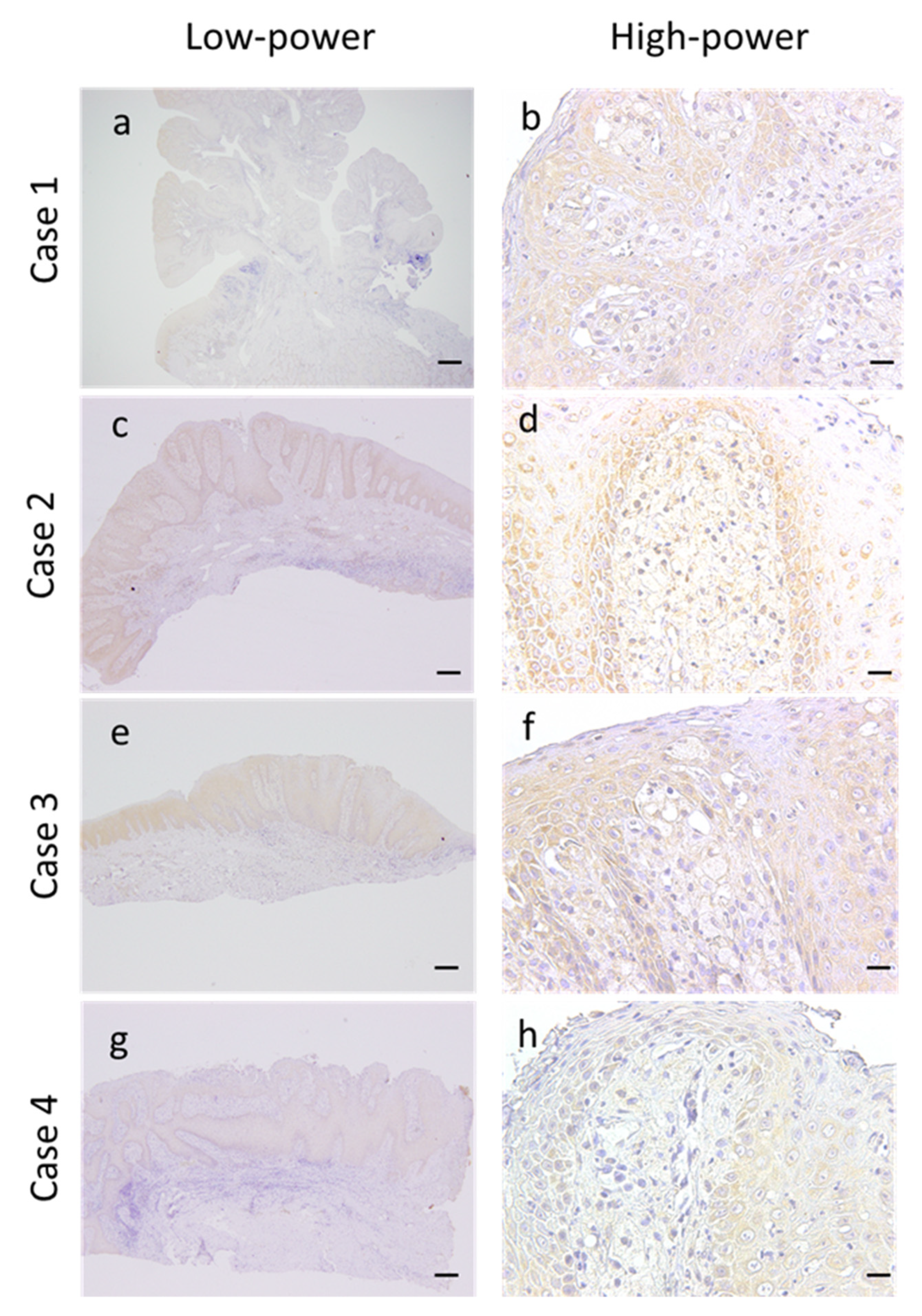Dentistry 08 00018 g004