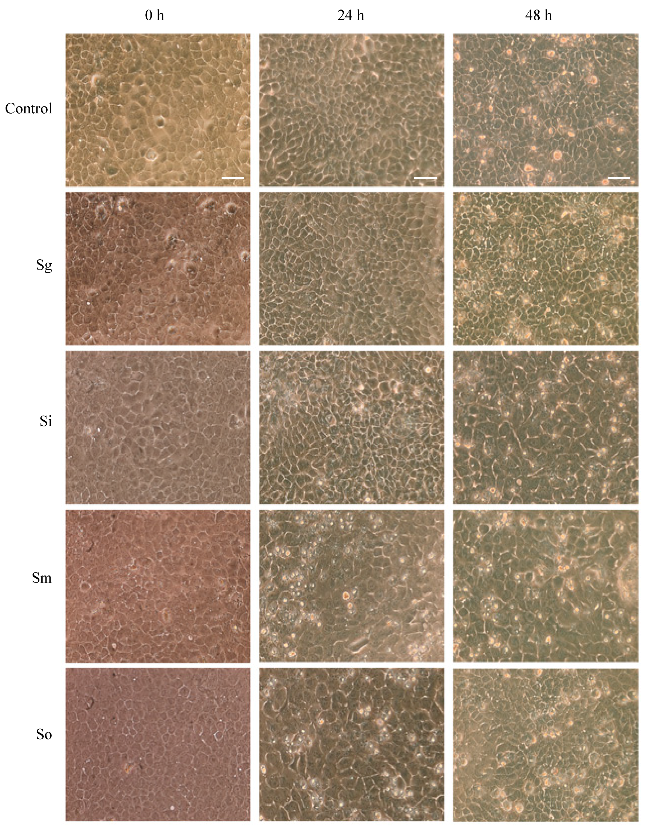 Dentistry 08 00039 g002