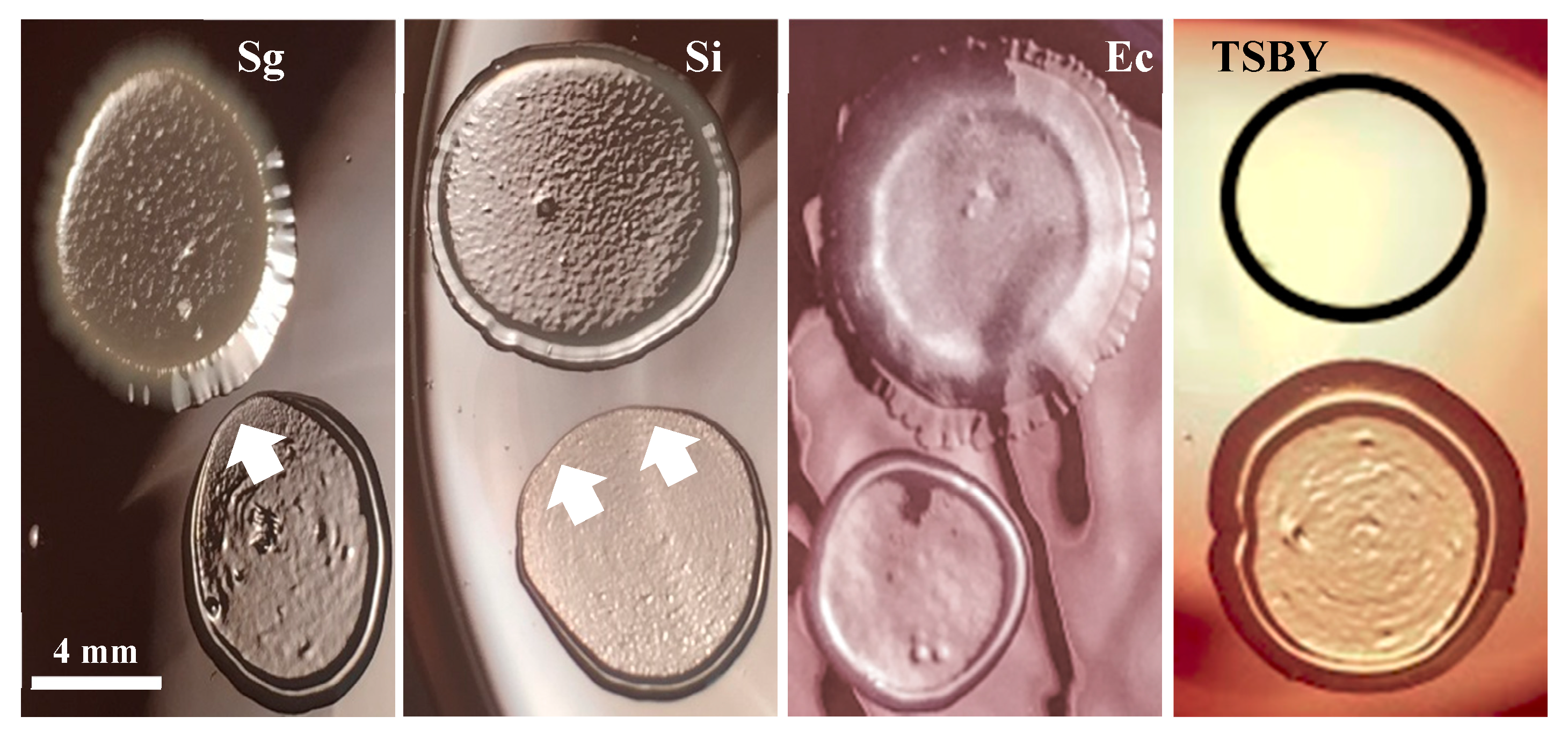 Dentistry 08 00039 g006