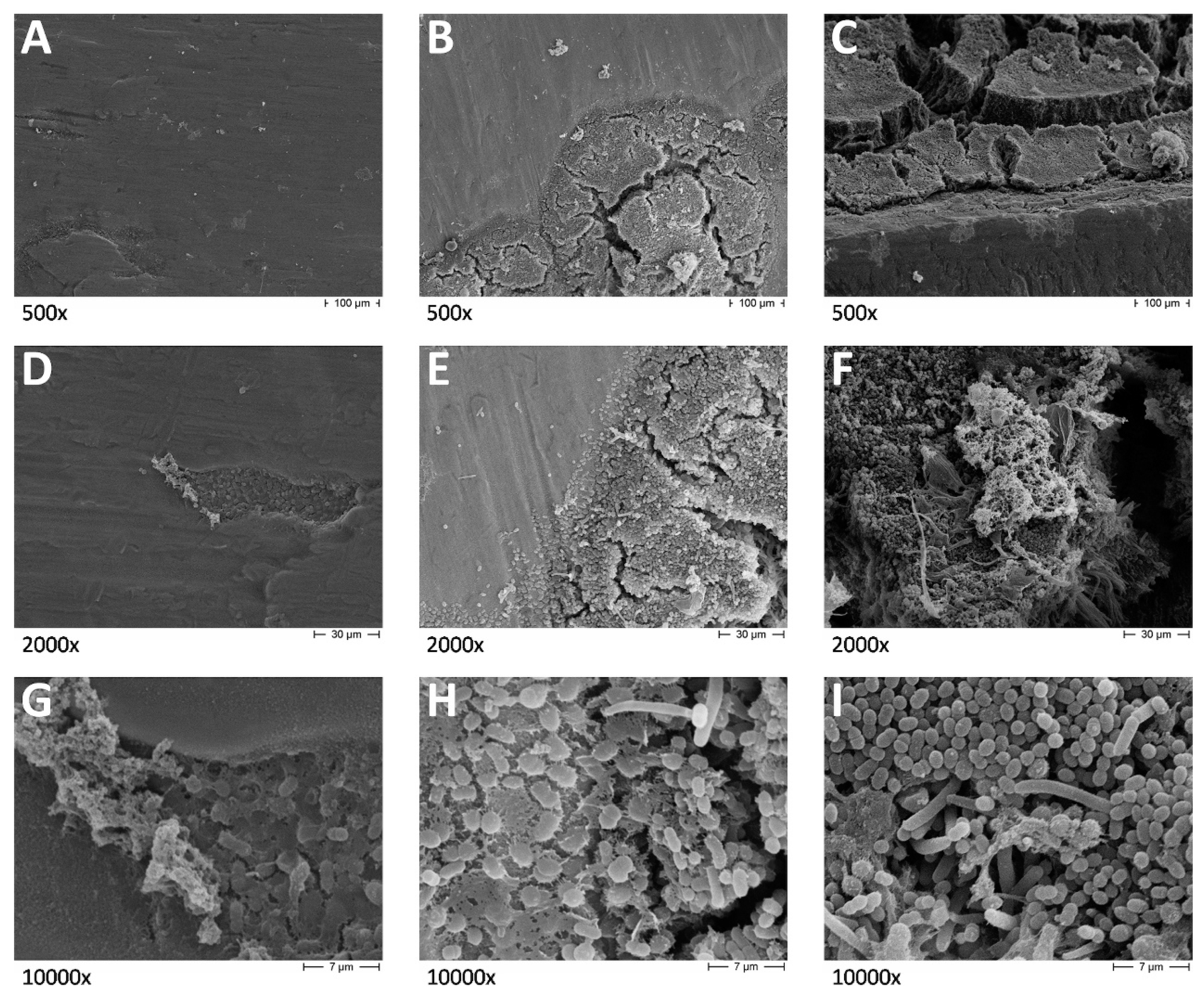 Dentistry 08 00040 g002