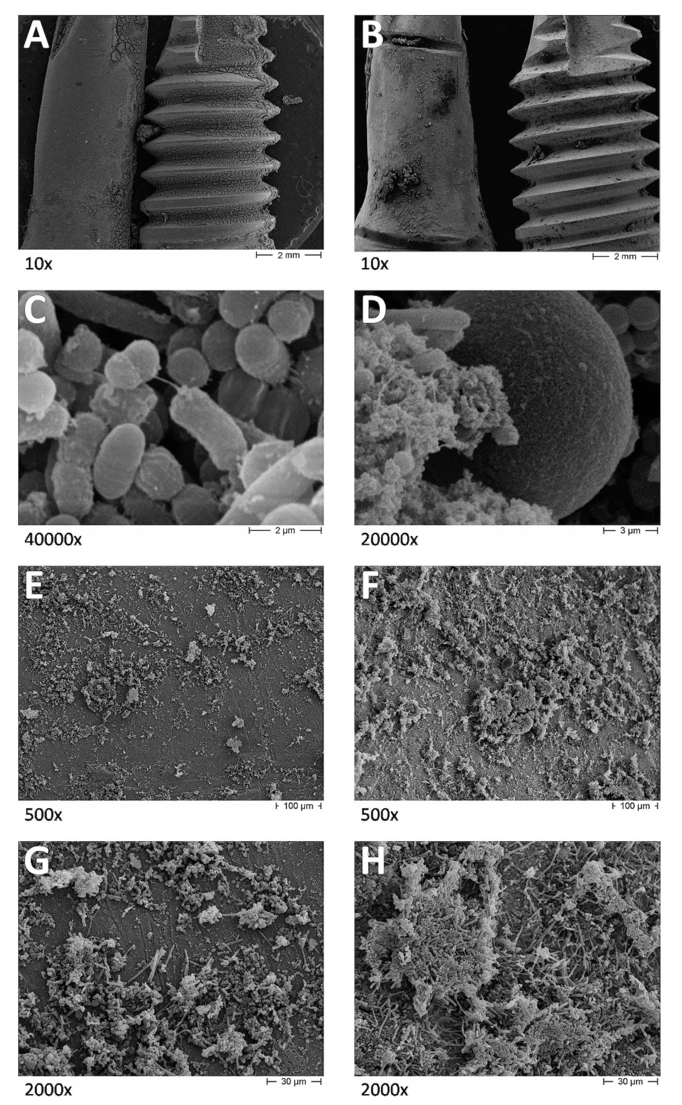 Dentistry 08 00040 g003