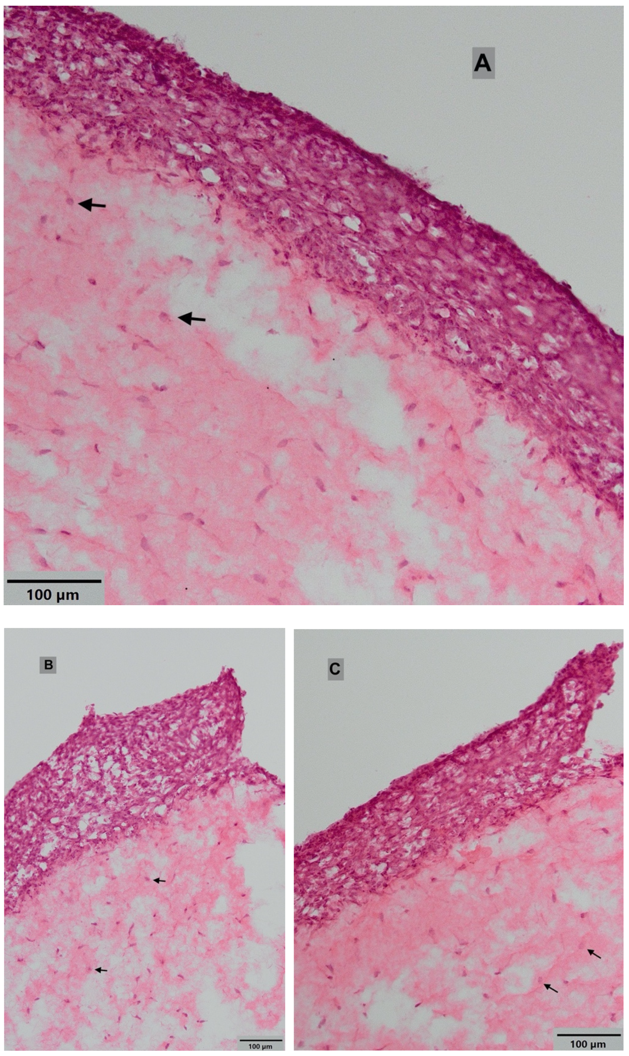 Dentistry 08 00072 g004
