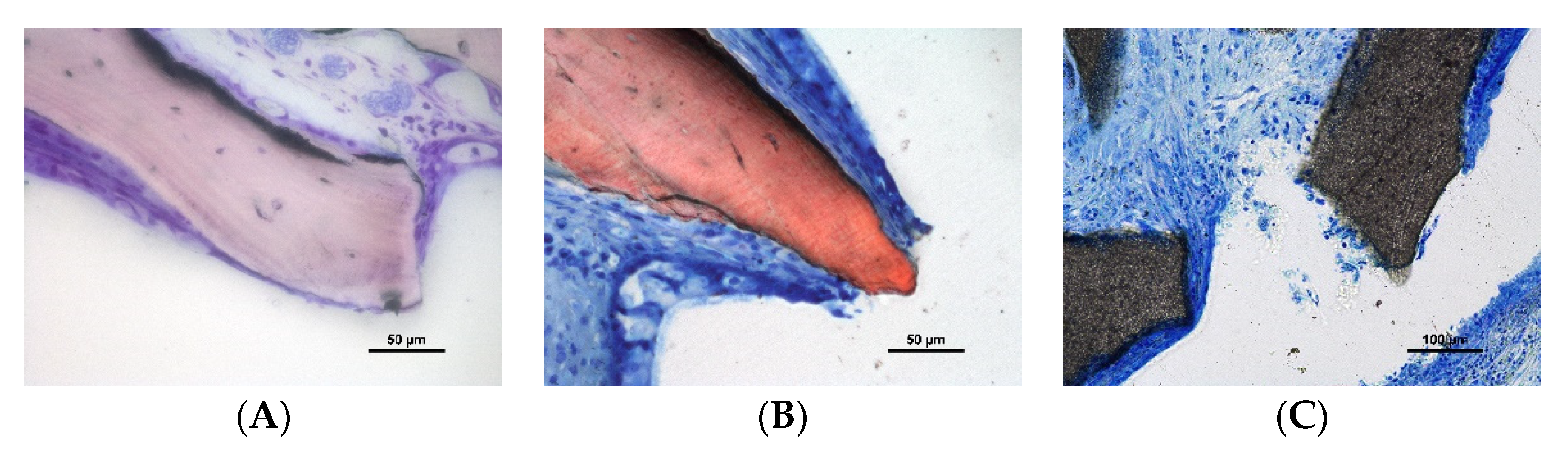 Dentistry 10 00002 g004