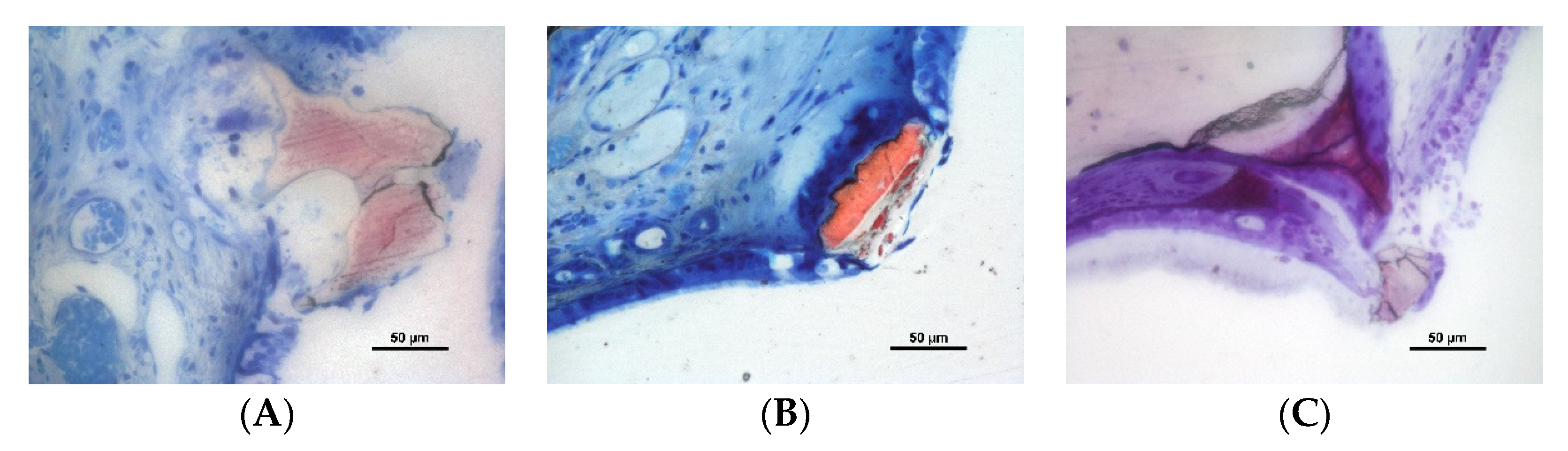 Dentistry 10 00002 g005
