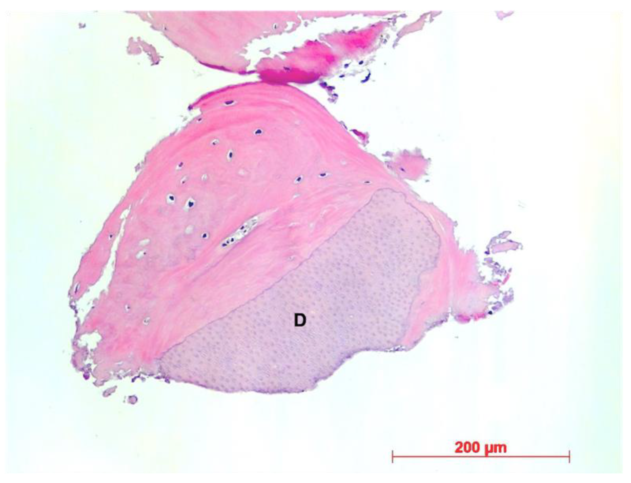 Dentistry 10 00029 g007