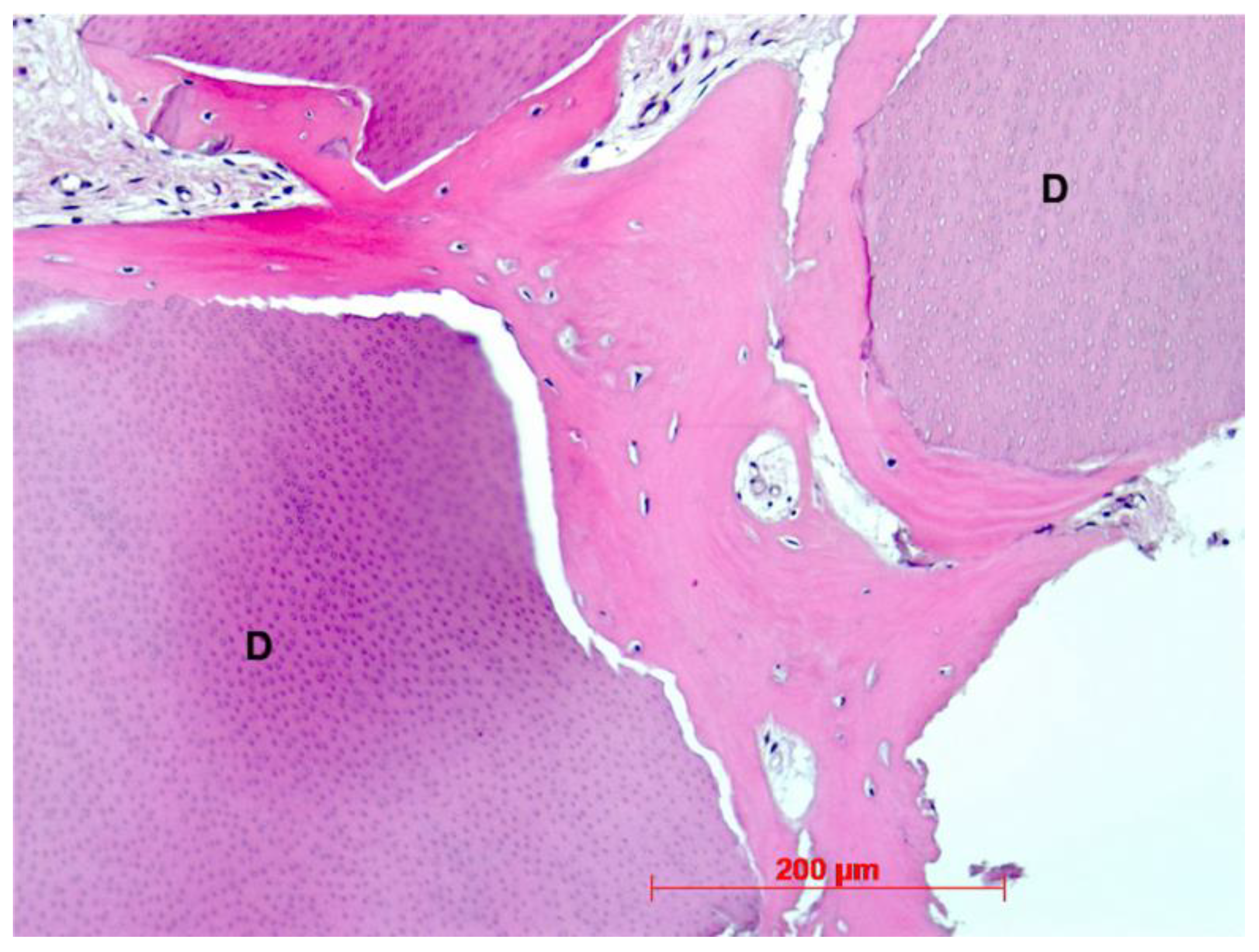 Dentistry 10 00029 g012