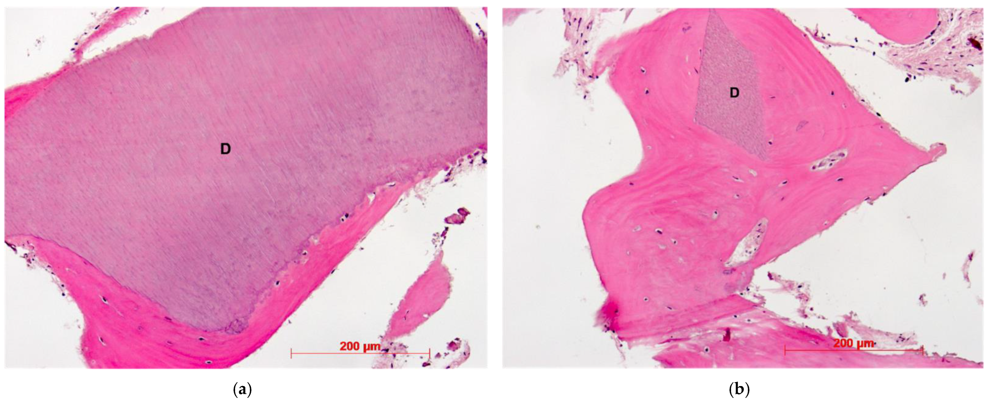 Dentistry 10 00029 g013