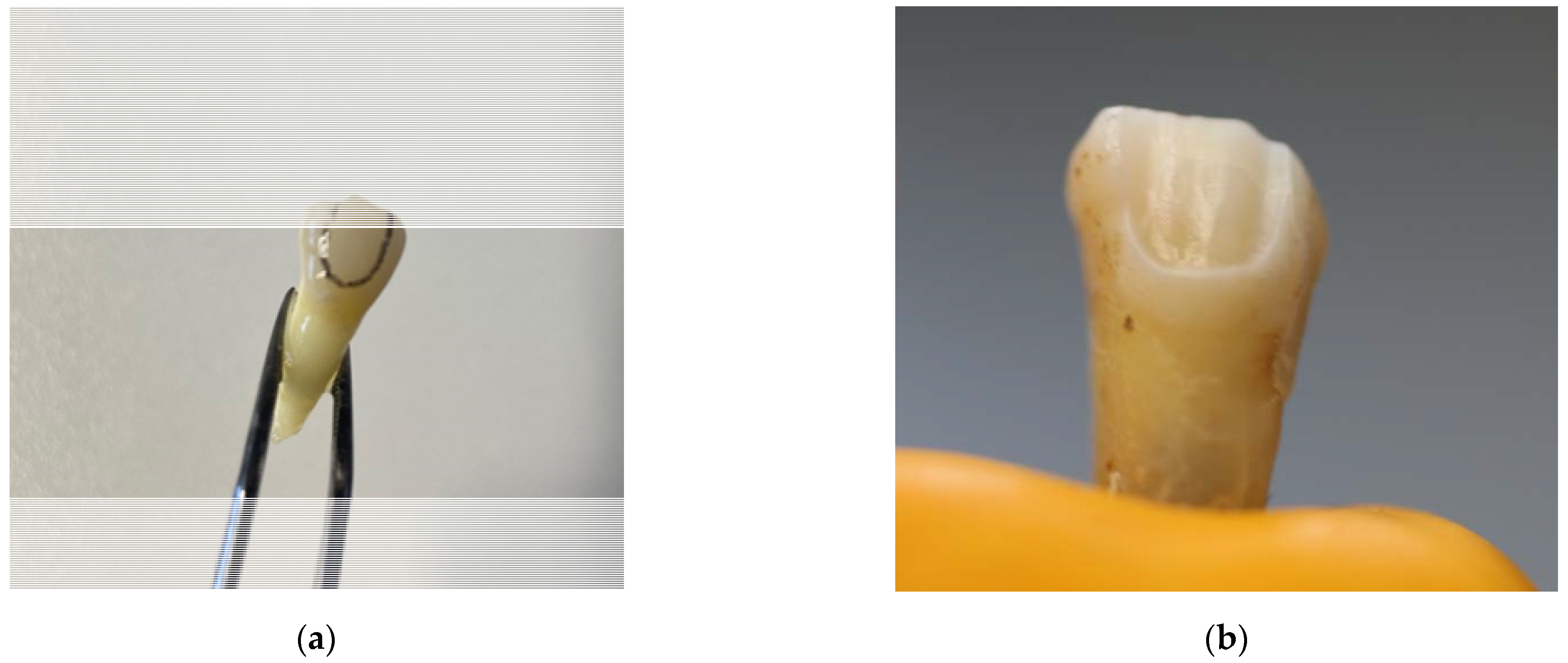 Dentistry 10 00055 g001