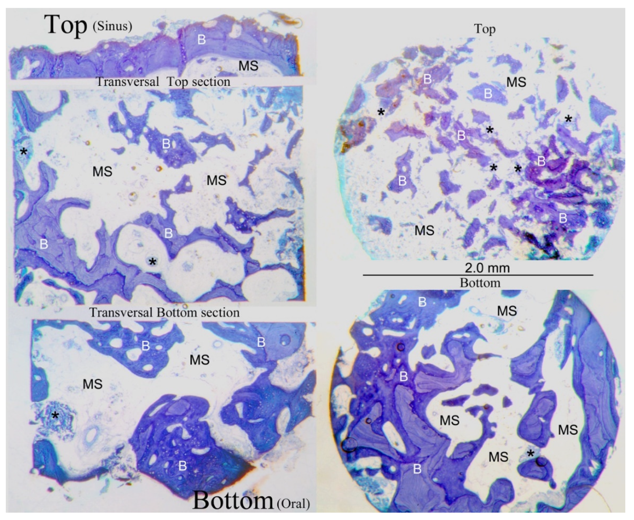 Dentistry 10 00058 g003