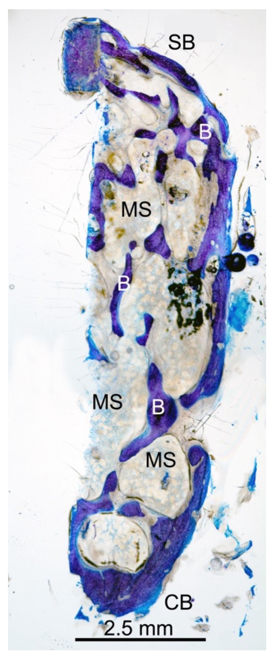 Dentistry 10 00058 g004