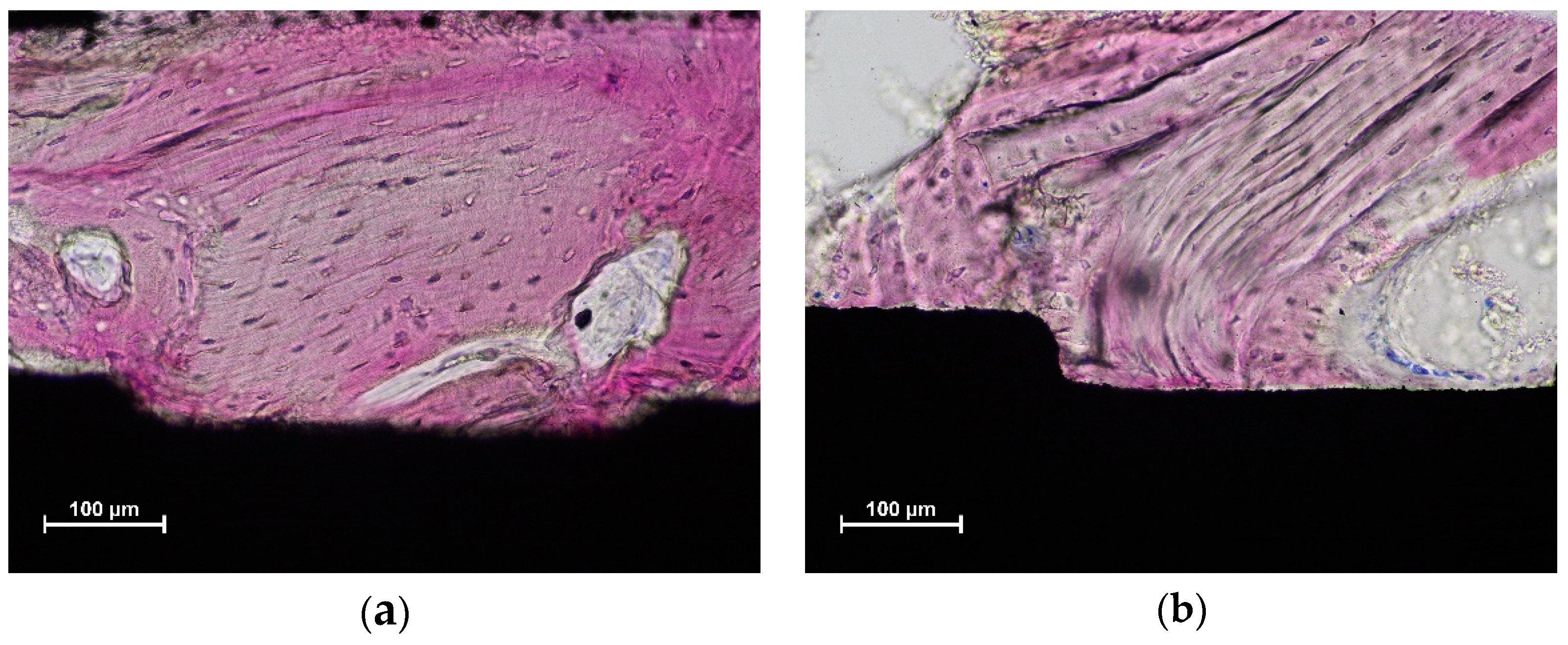 Dentistry 10 00105 g004