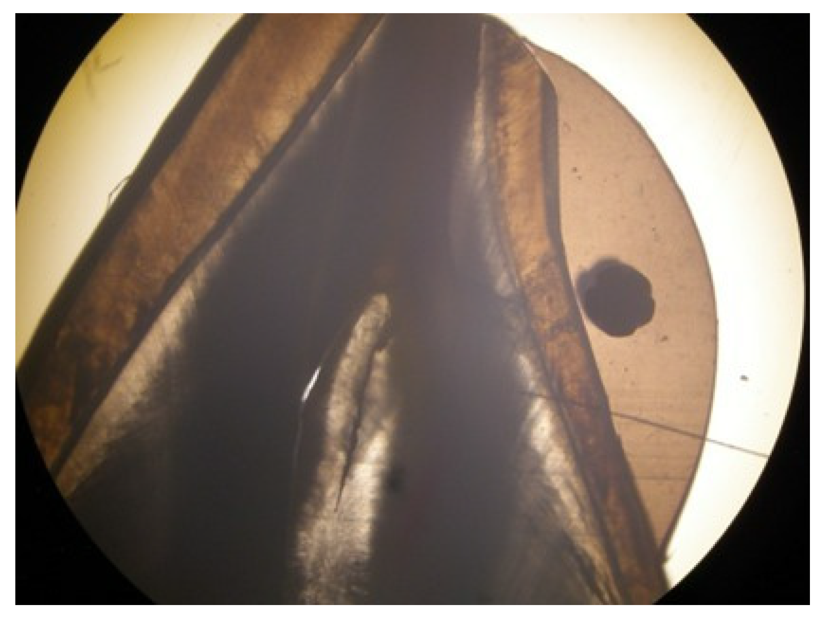 Dentistry 10 00141 g005