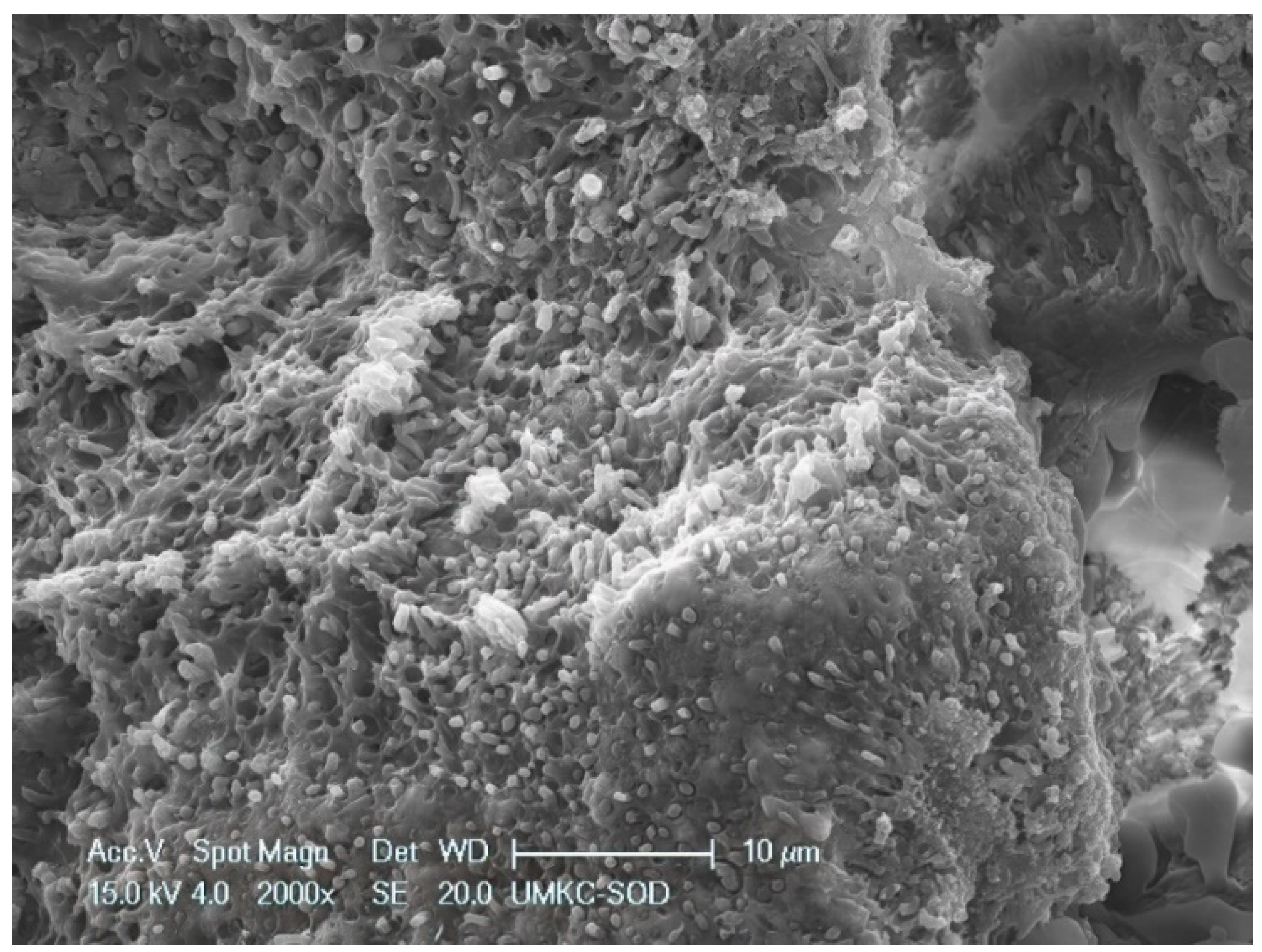 Dentistry 11 00022 g002 Dentistry 11 00022 g002