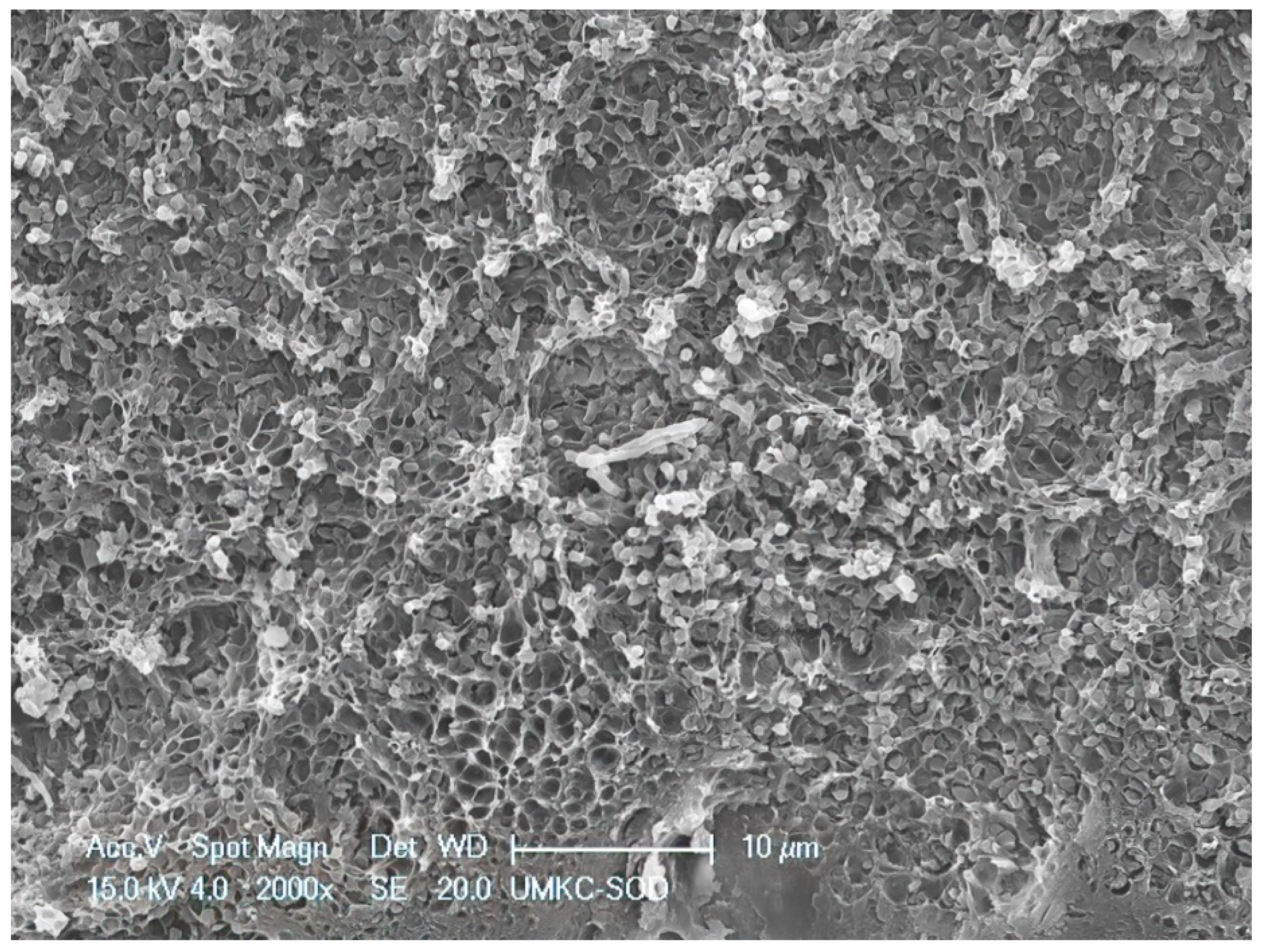 Dentistry 11 00022 g008 Dentistry 11 00022 g008