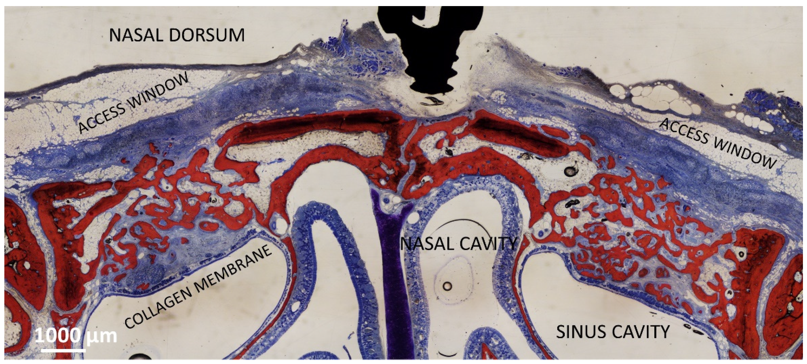Dentistry 11 00031 g001