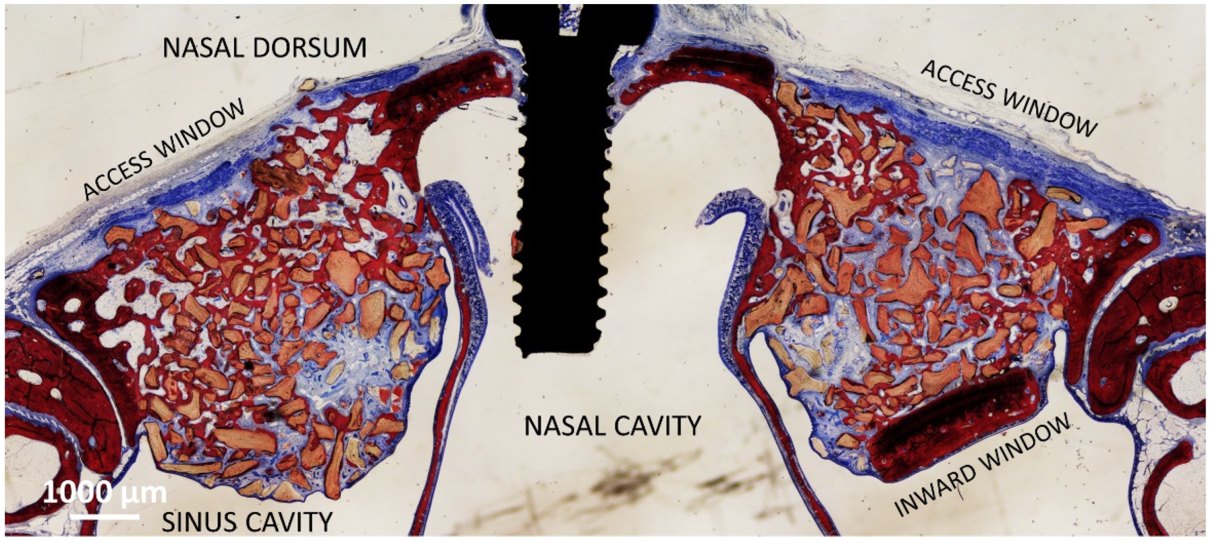 Dentistry 11 00031 g002