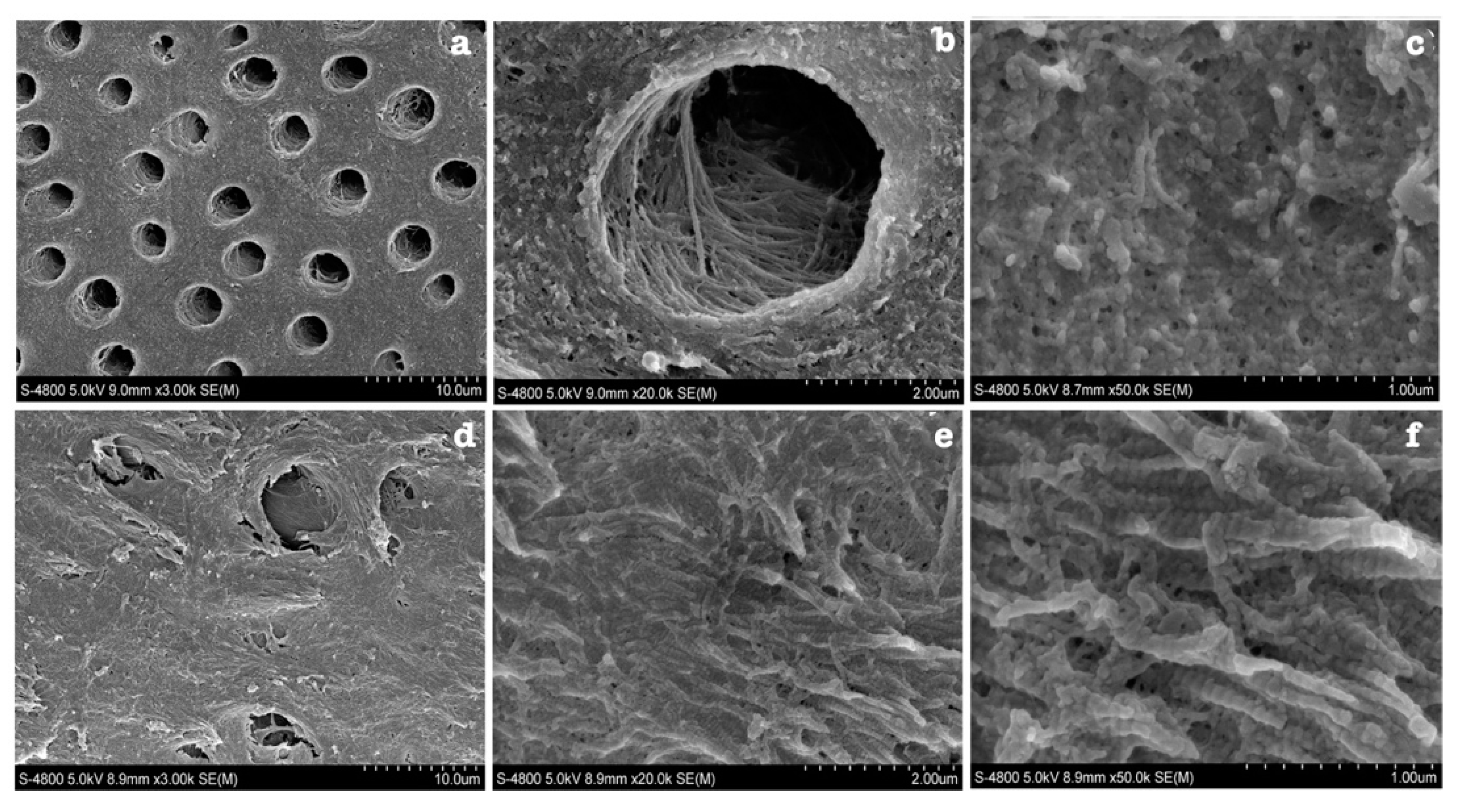 Dentistry 11 00095 g006