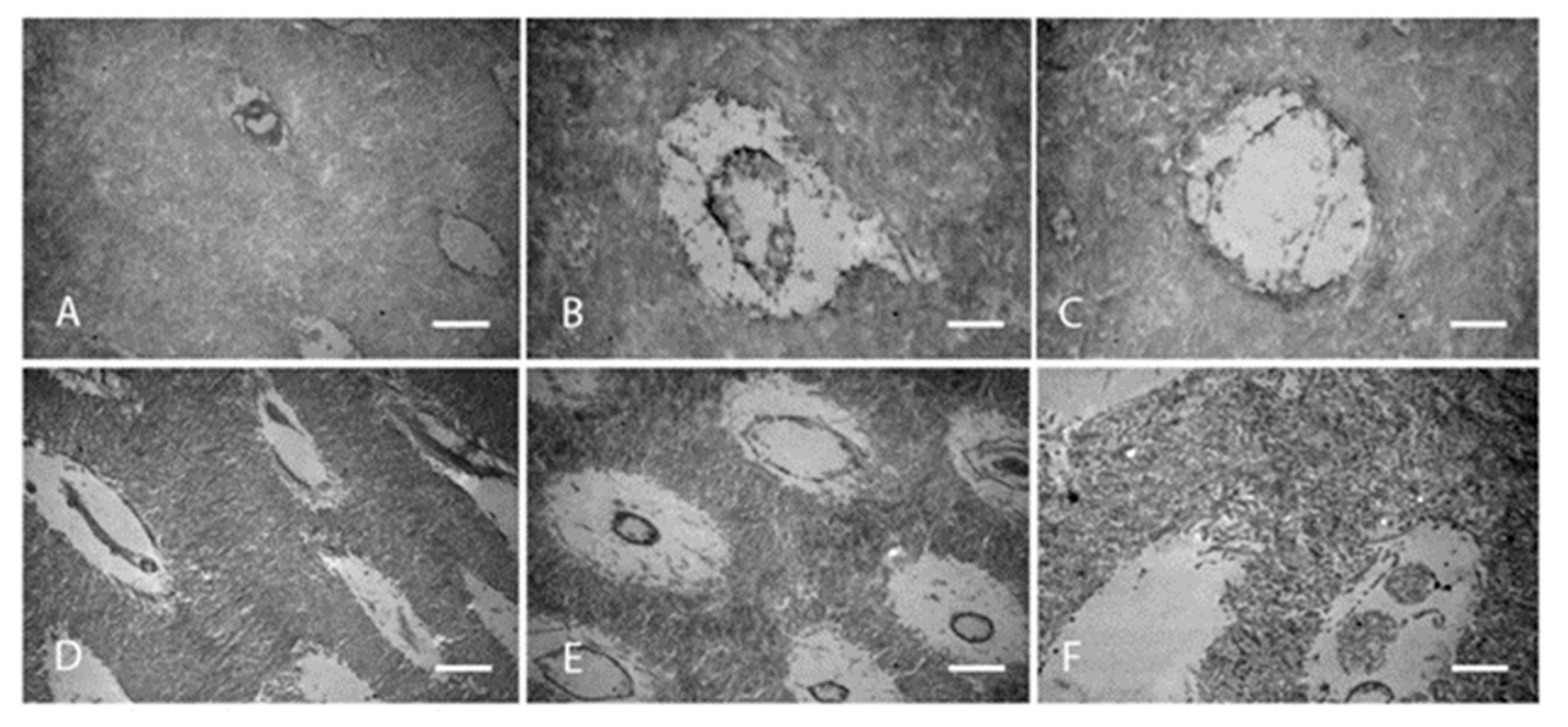 Dentistry 11 00095 g007