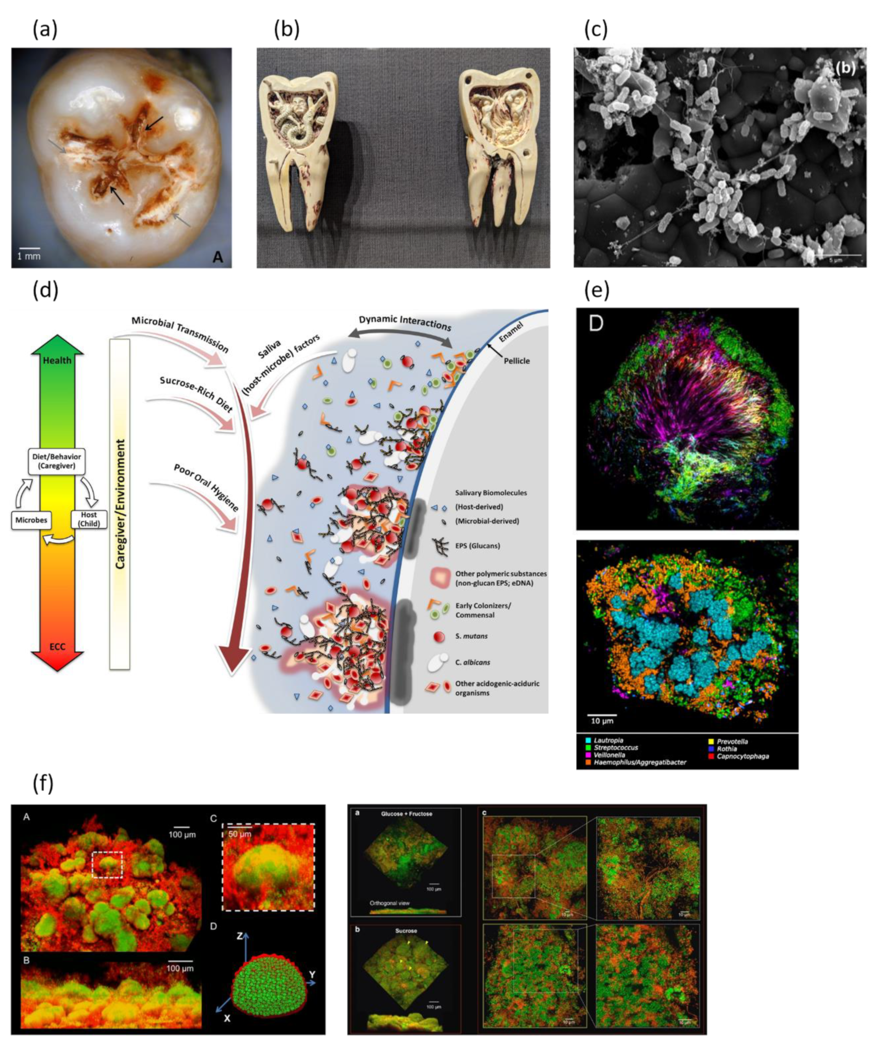 Dentistry 11 00098 g001