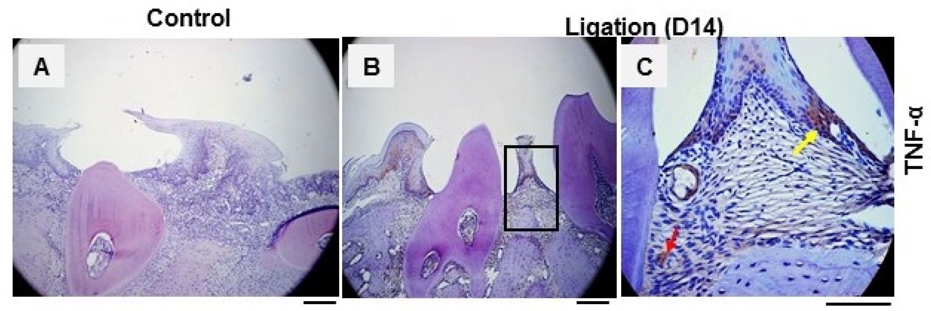Dentistry 11 00129 g001 Dentistry 11 00129 g001