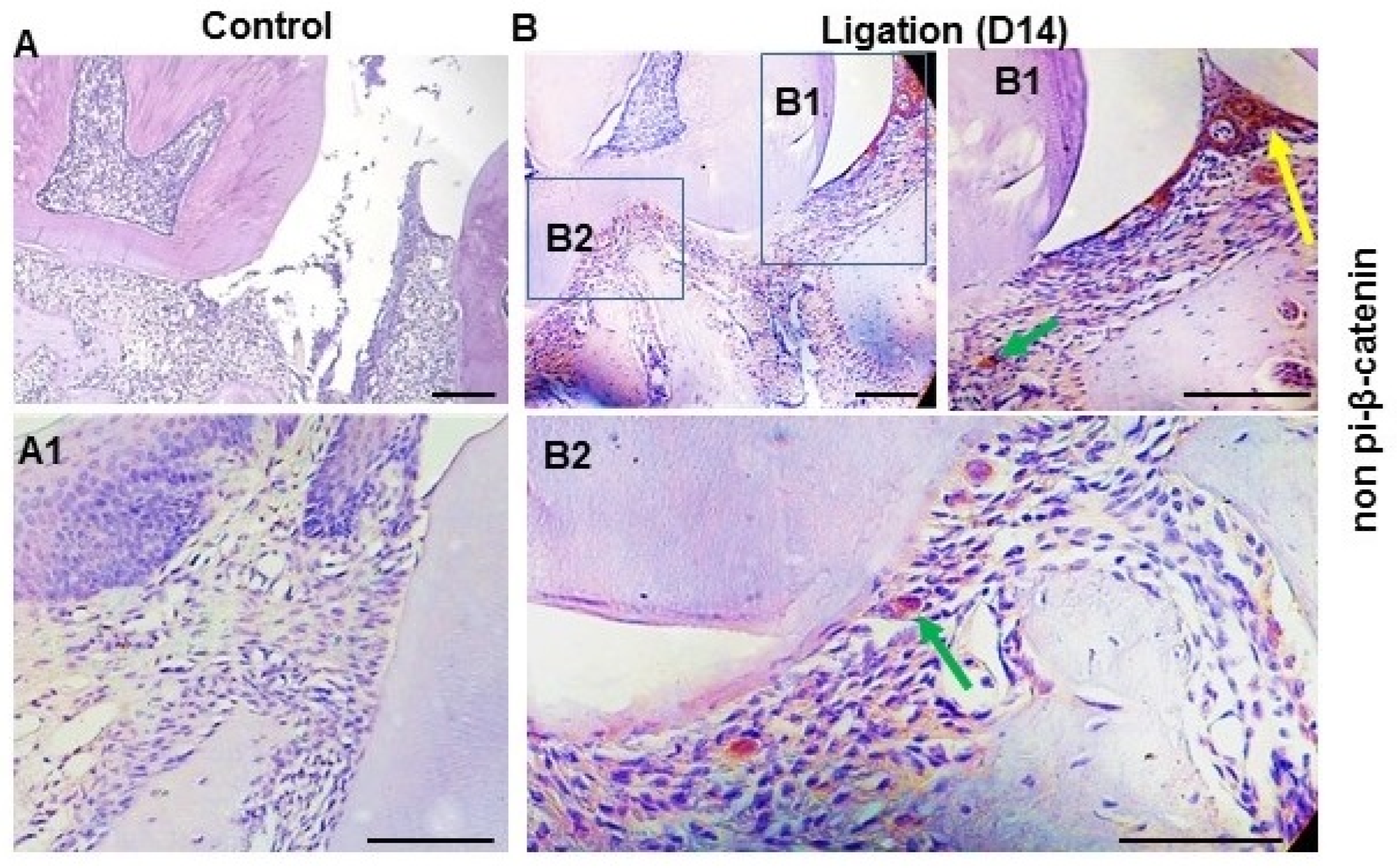 Dentistry 11 00129 g002 Dentistry 11 00129 g002