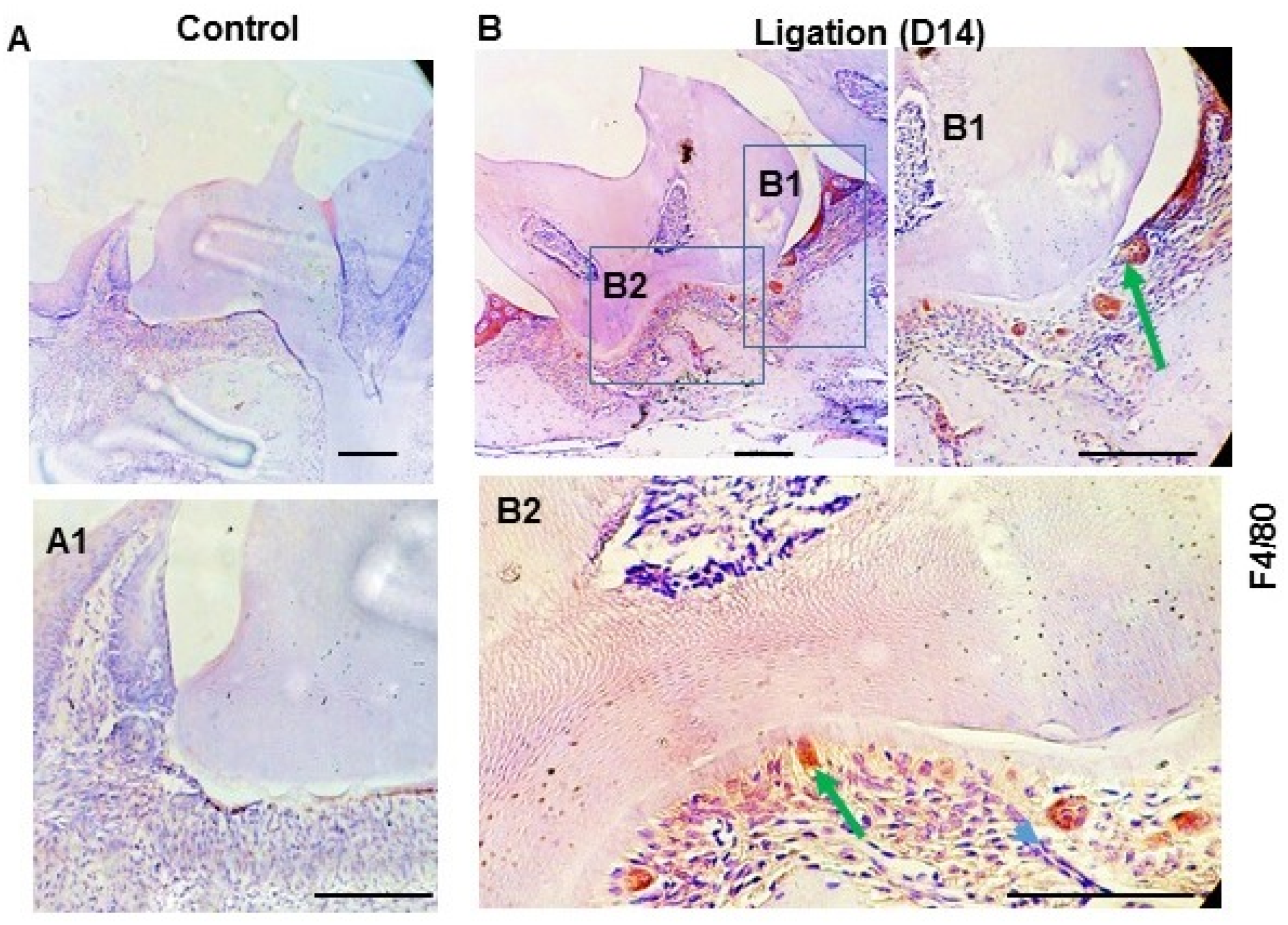 Dentistry 11 00129 g003 Dentistry 11 00129 g003