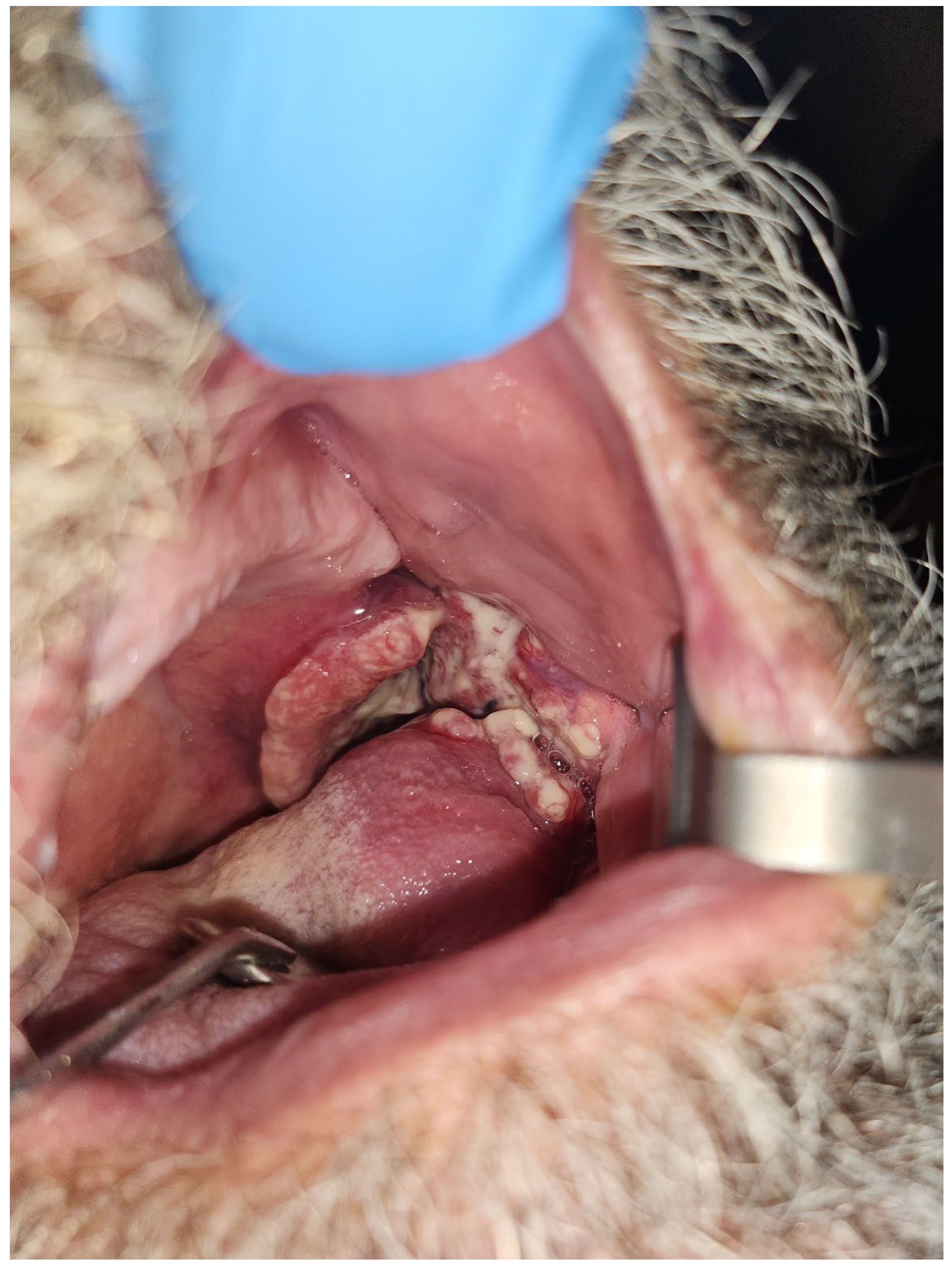 Dentistry 11 00136 g002