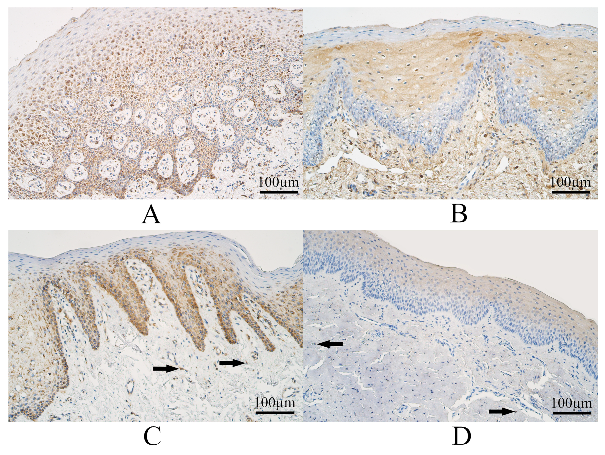 Dentistry 11 00151 g001