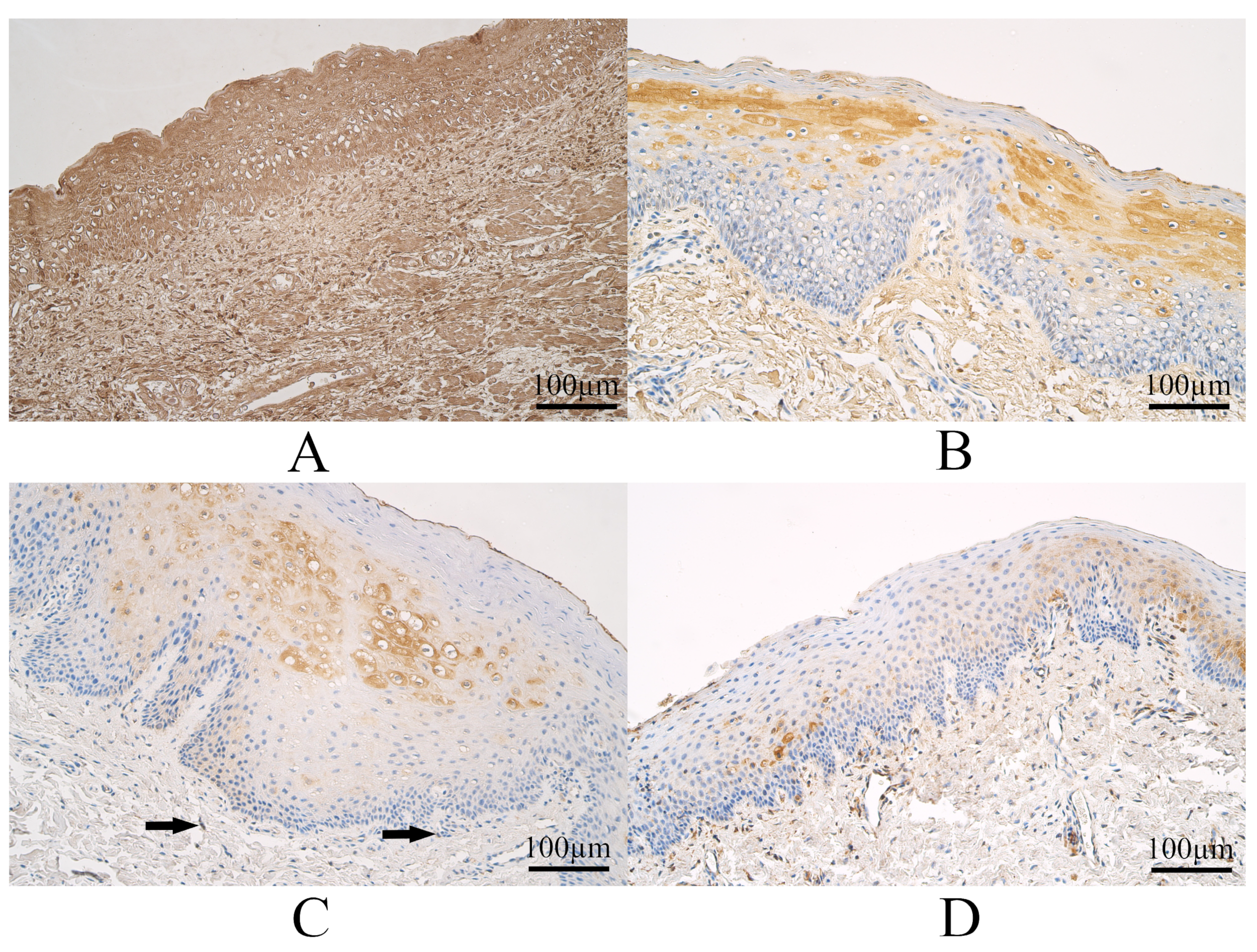 Dentistry 11 00151 g002