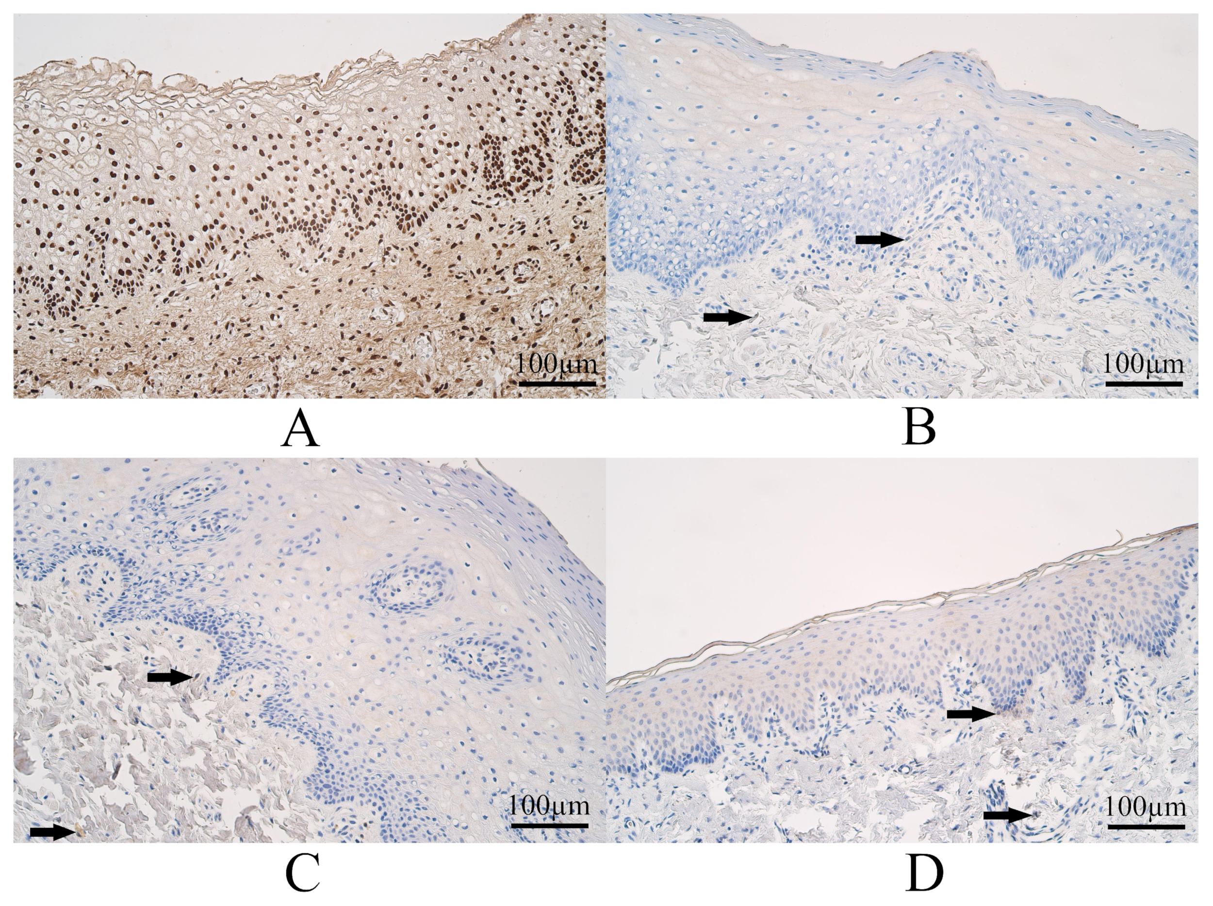 Dentistry 11 00151 g003