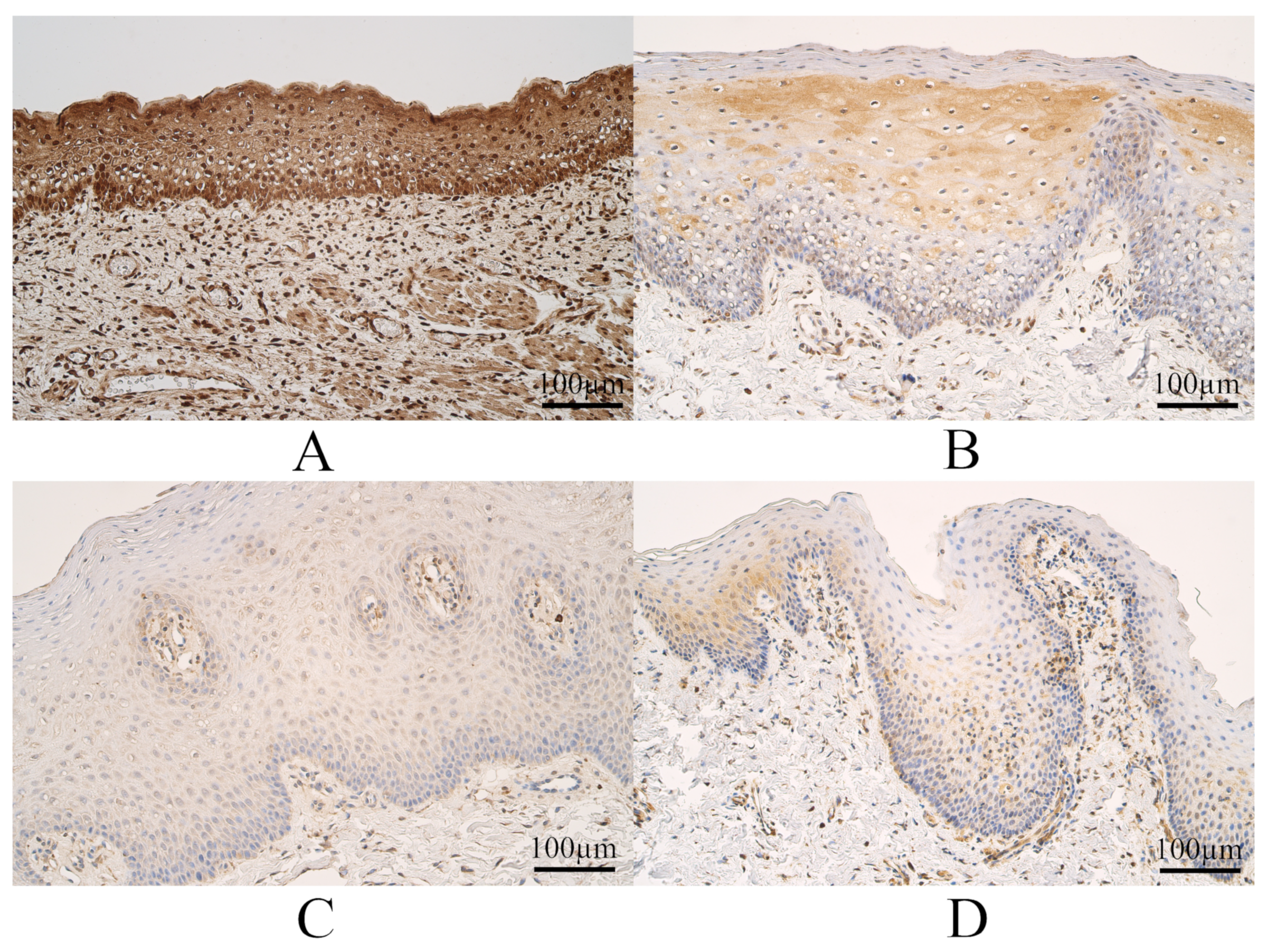 Dentistry 11 00151 g004