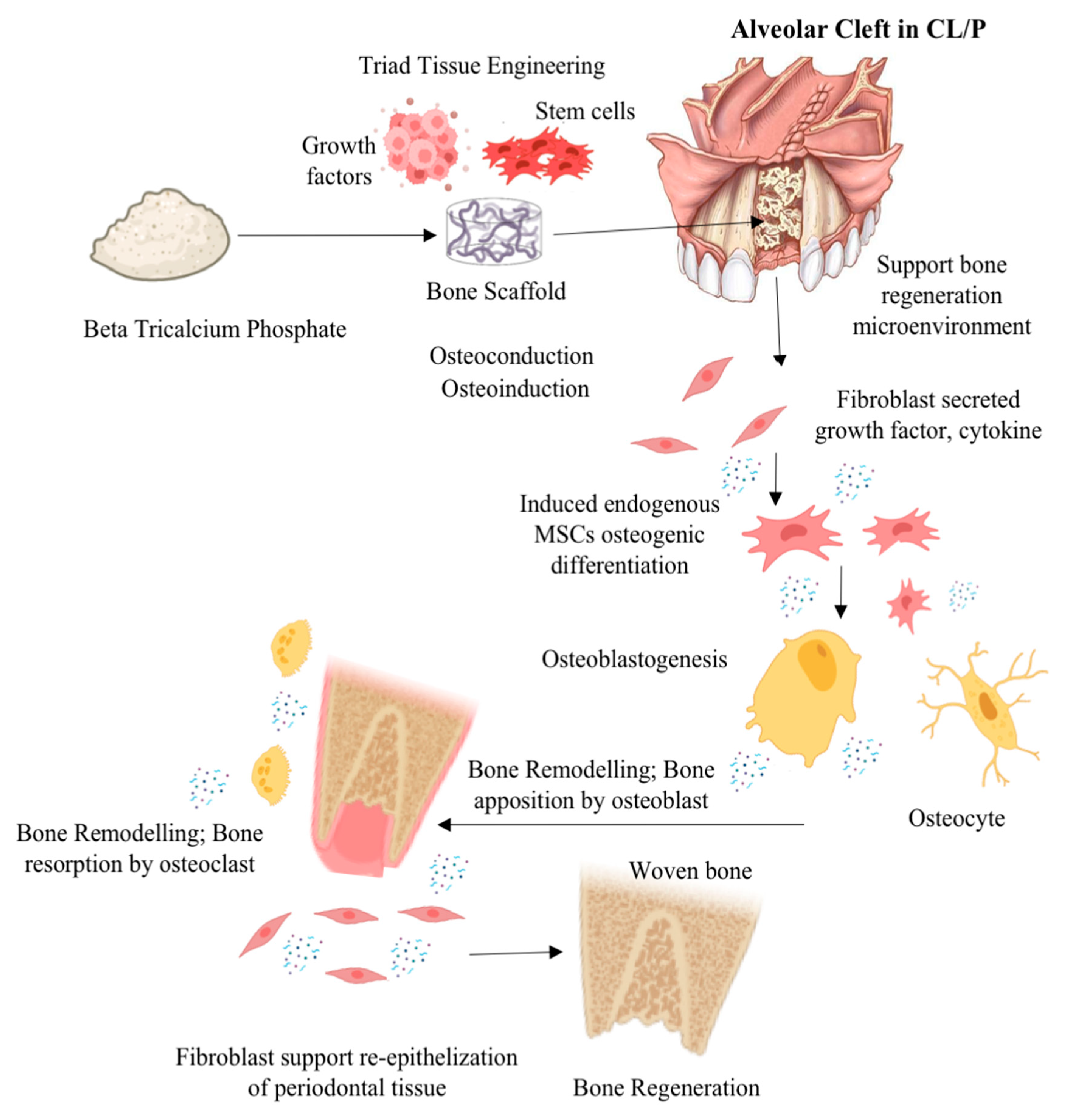 Dentistry 11 00234 g001