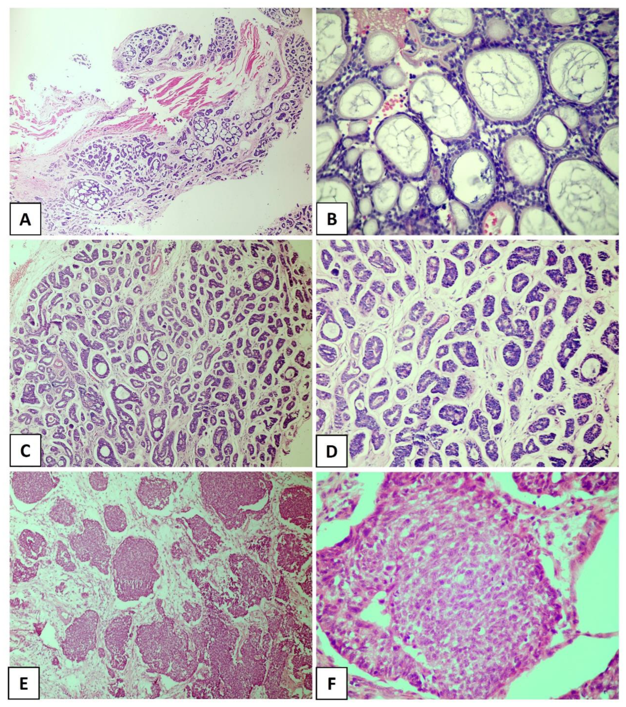 Dentistry 11 00262 g001