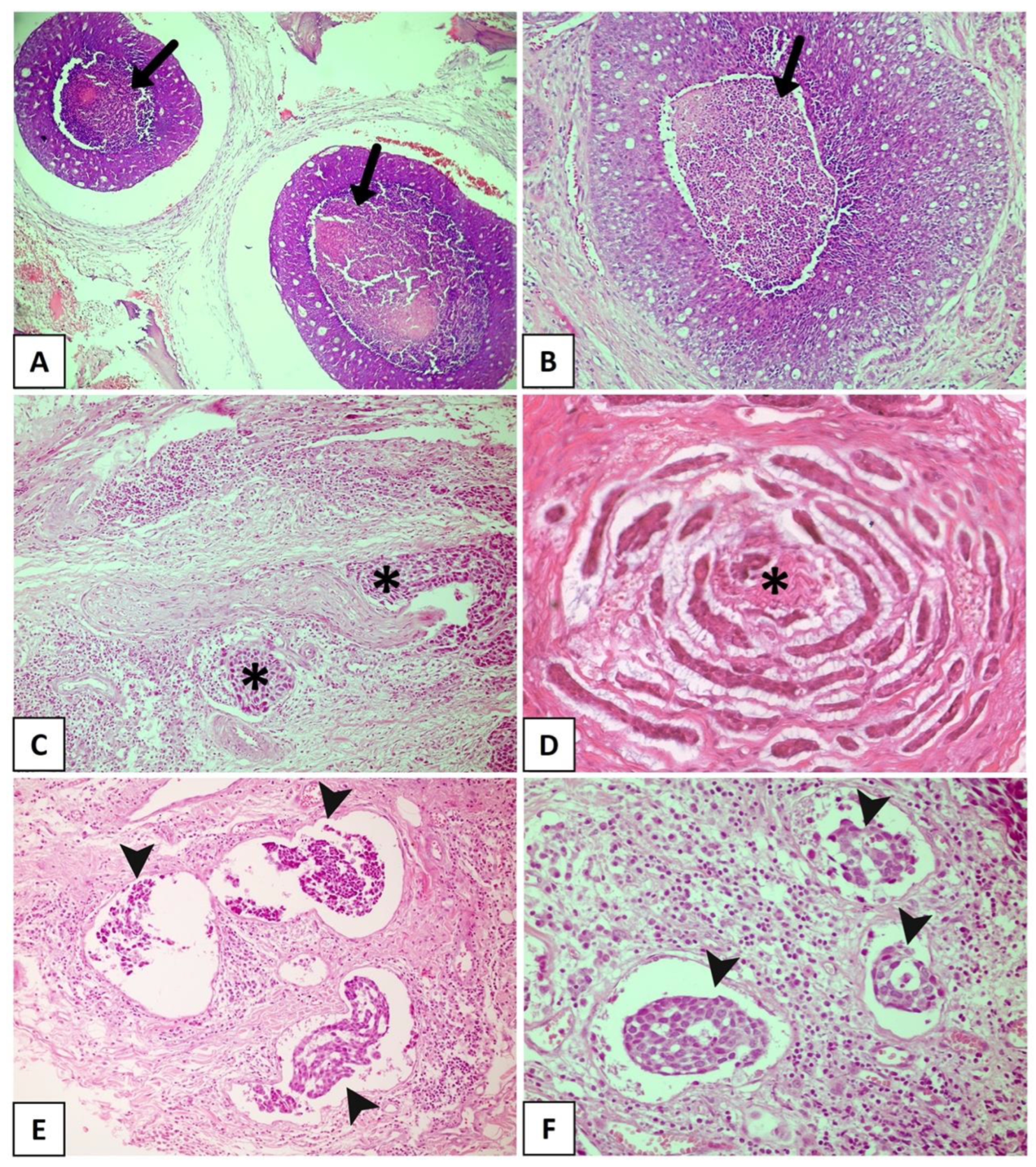 Dentistry 11 00262 g002