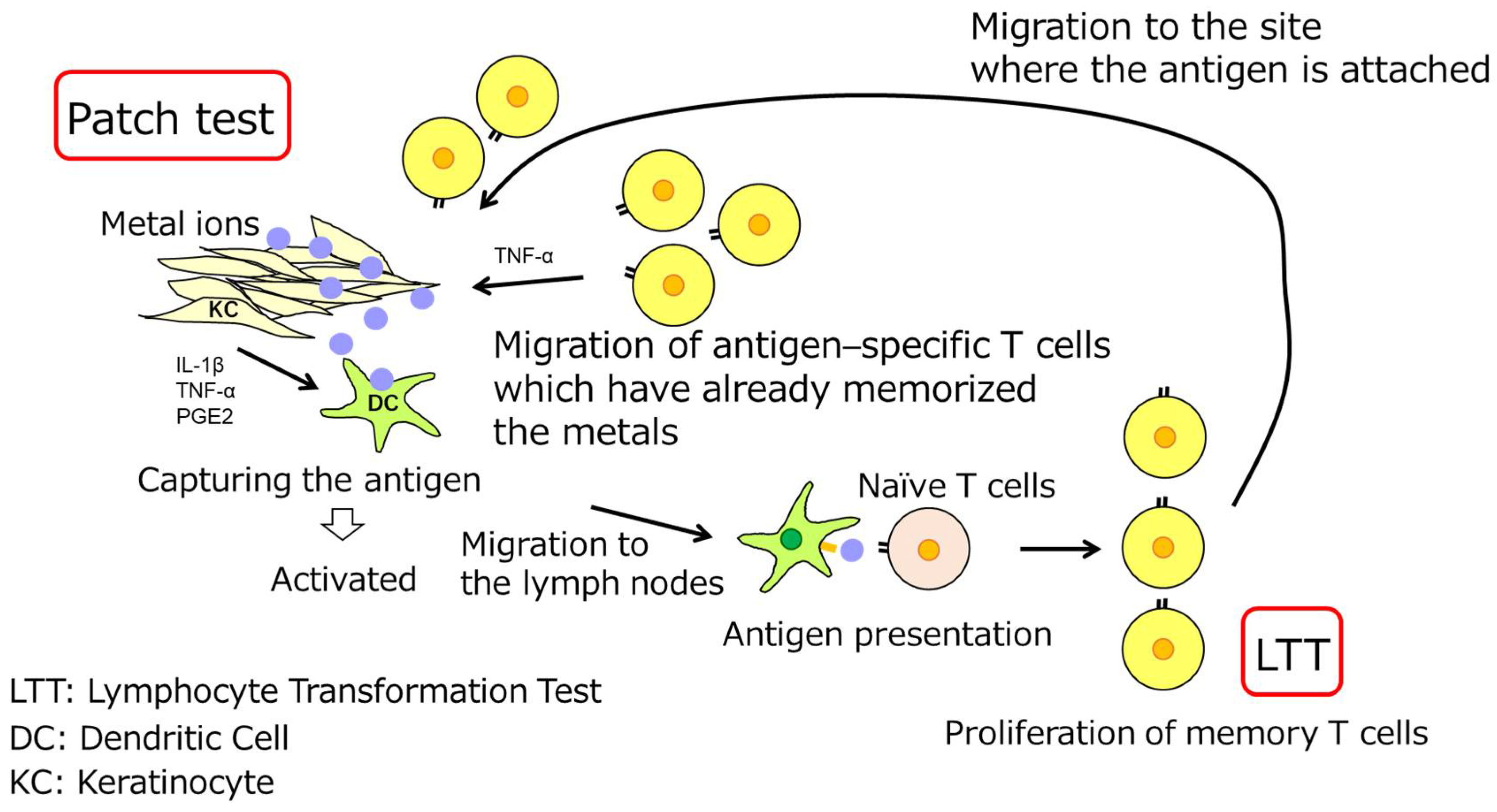 Dentistry 11 00263 g003