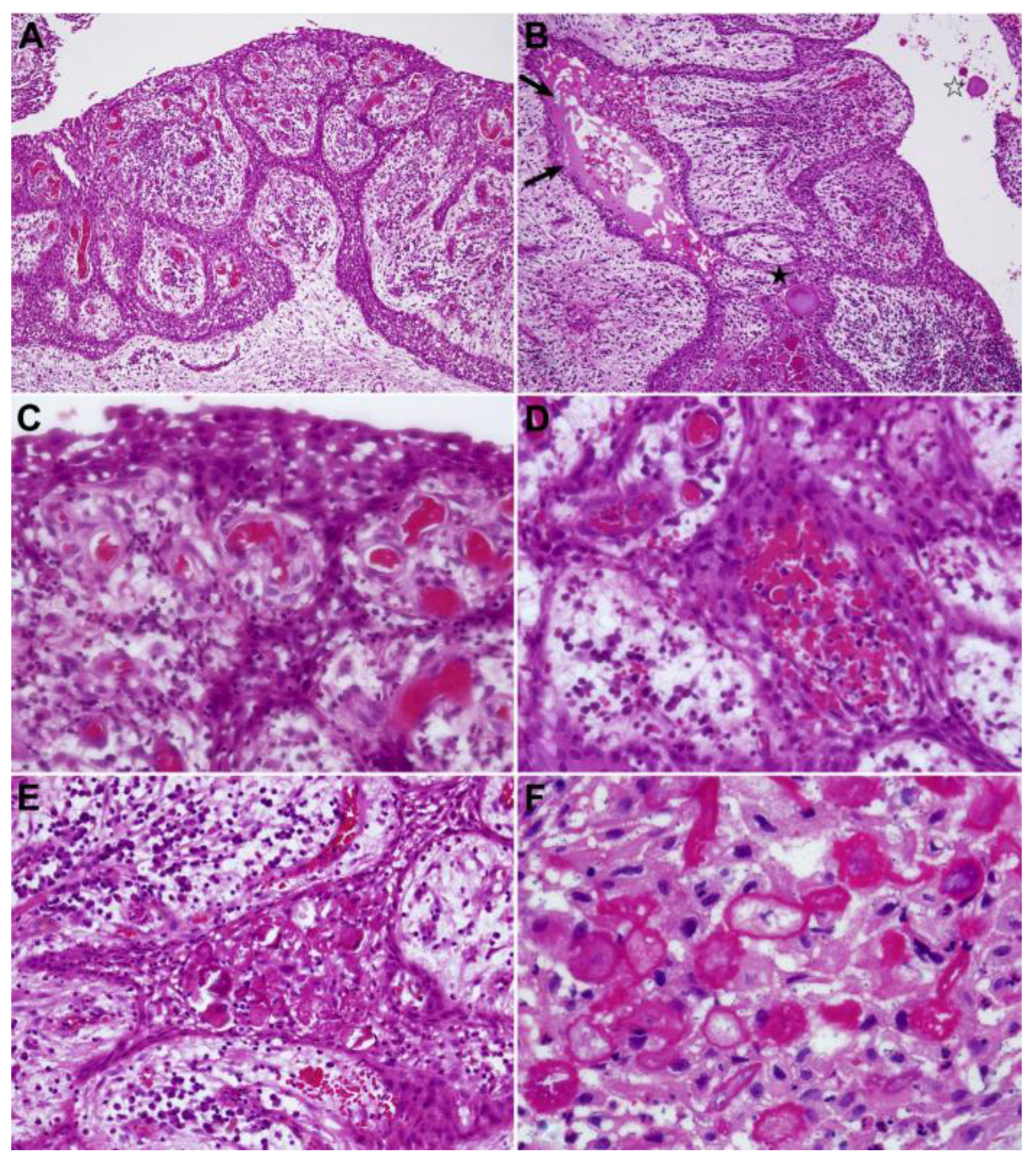 Dentistry 11 00281 g007