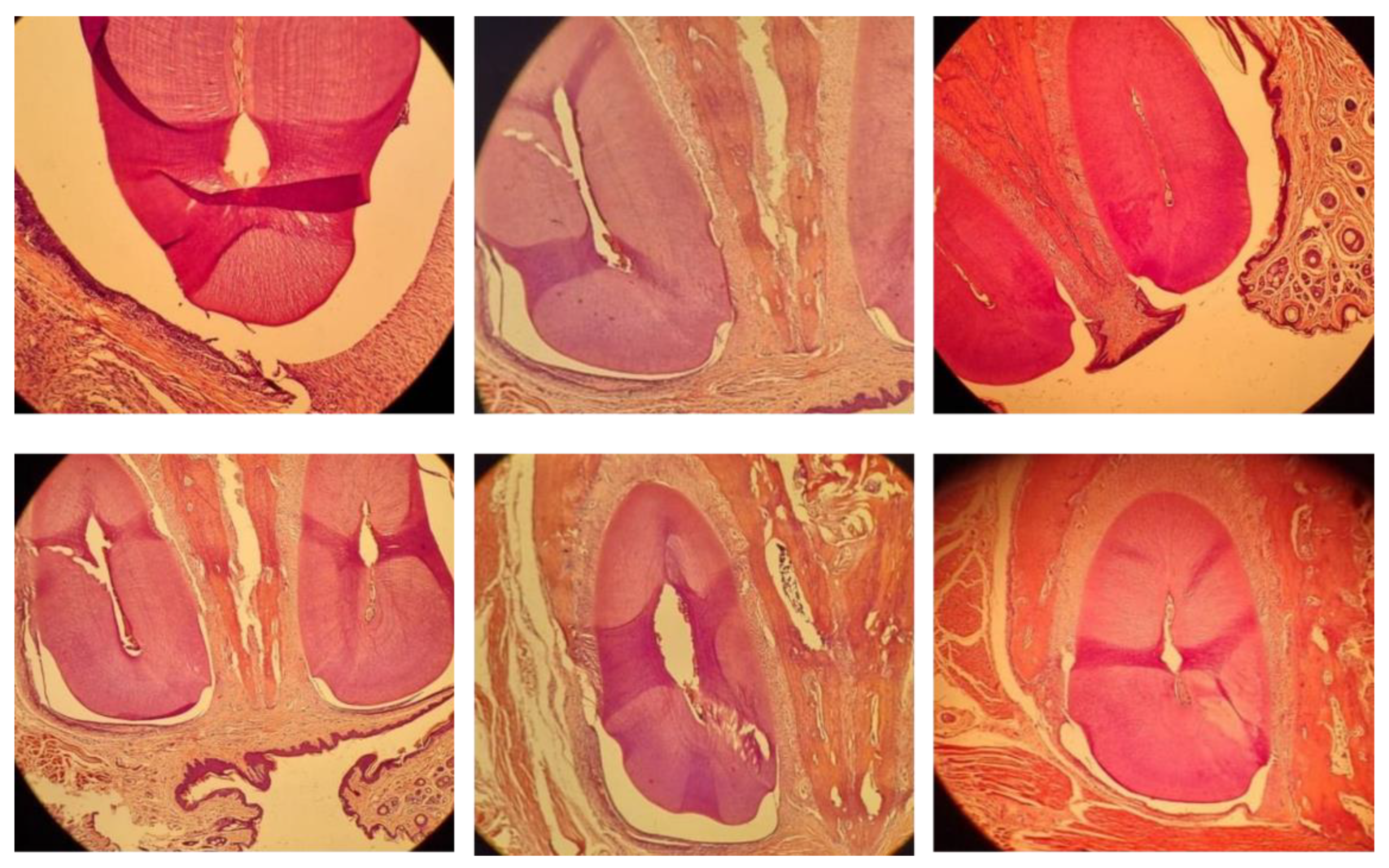 Dentistry 12 00018 g005