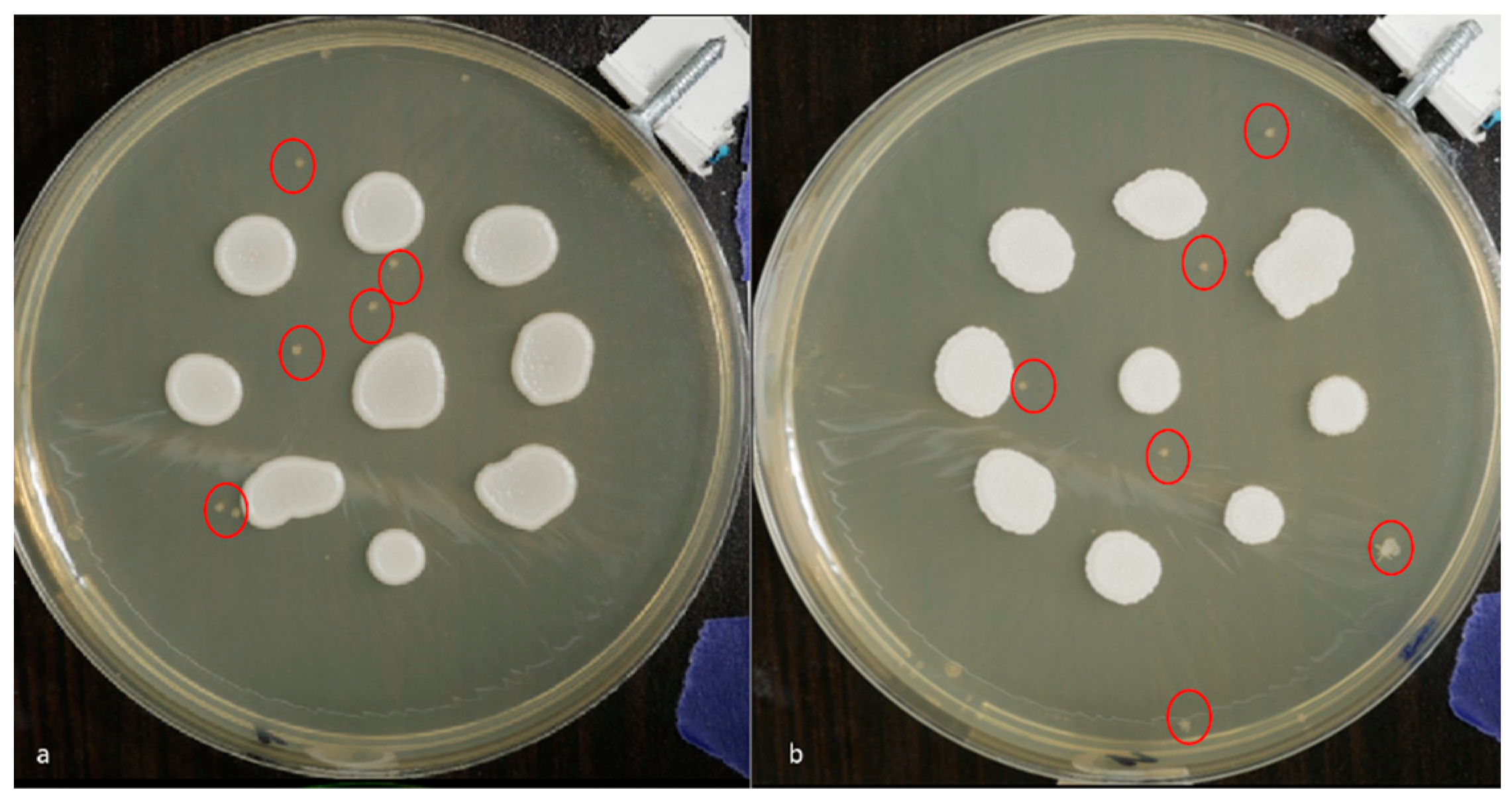 Dentistry 12 00048 g004