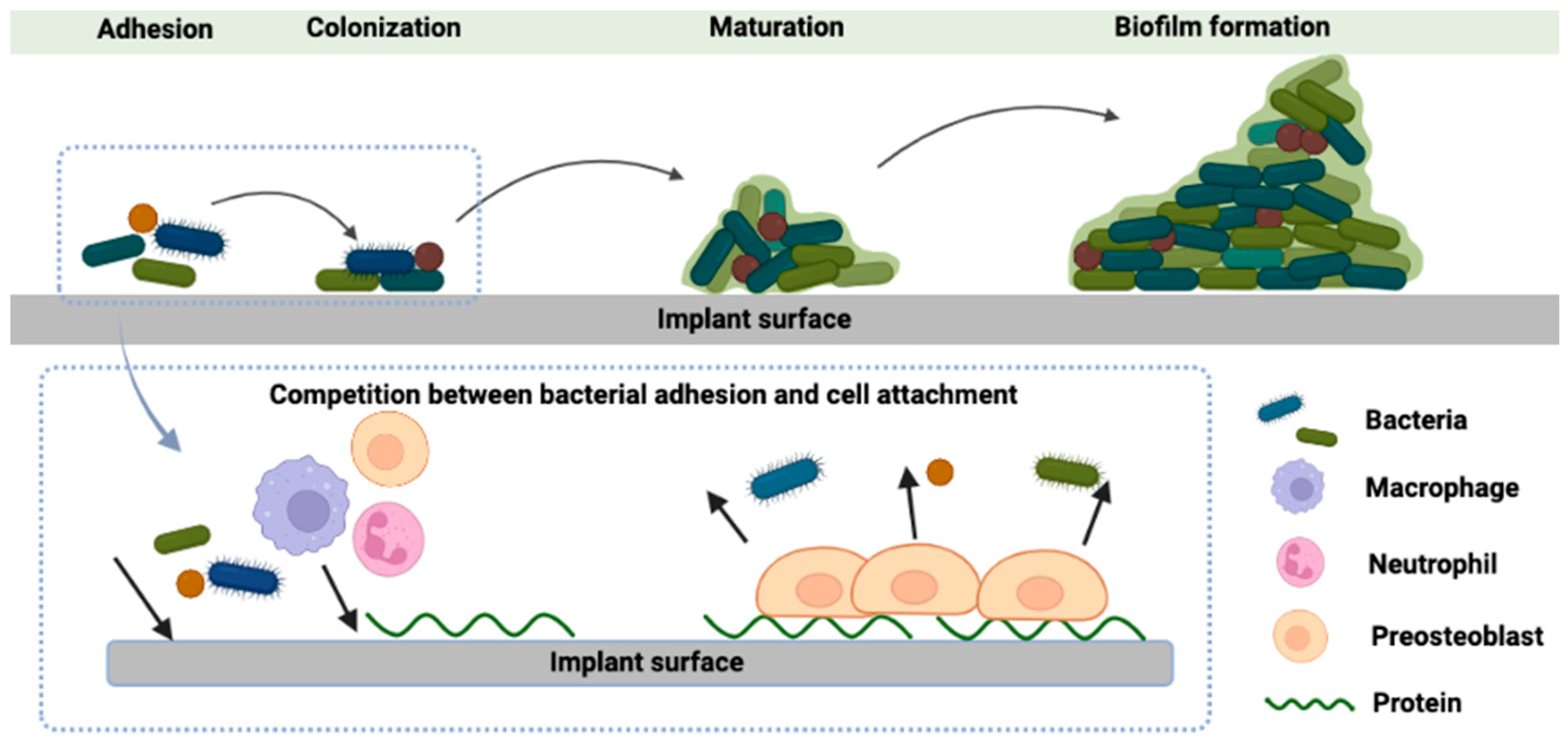 Dentistry 12 00125 g001 Dentistry 12 00125 g001