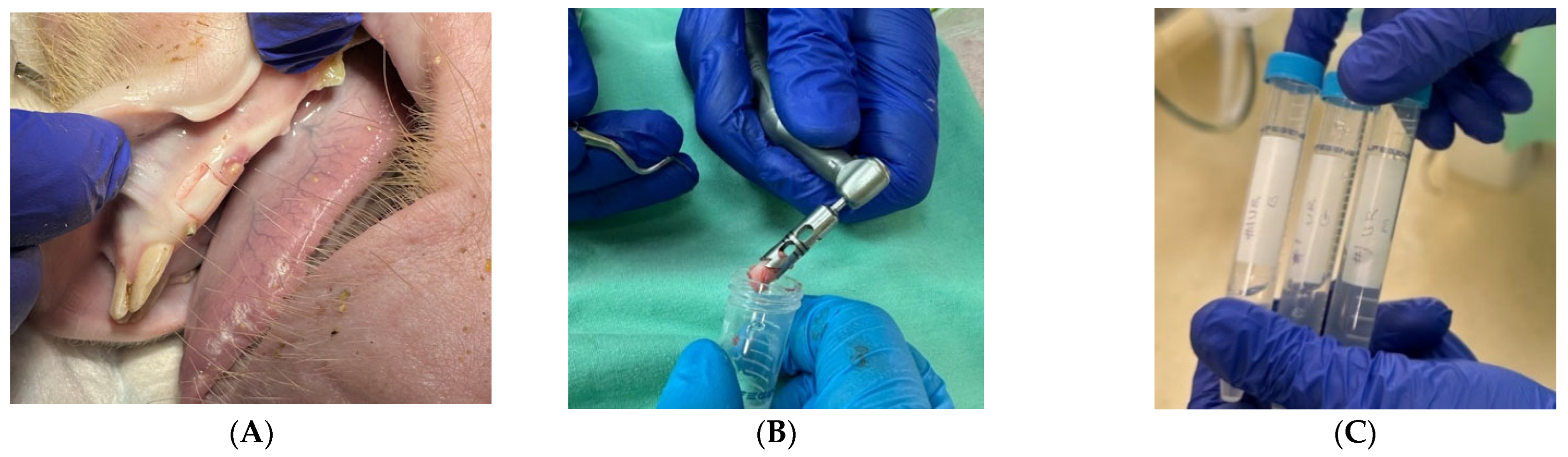 Dentistry 12 00151 g001