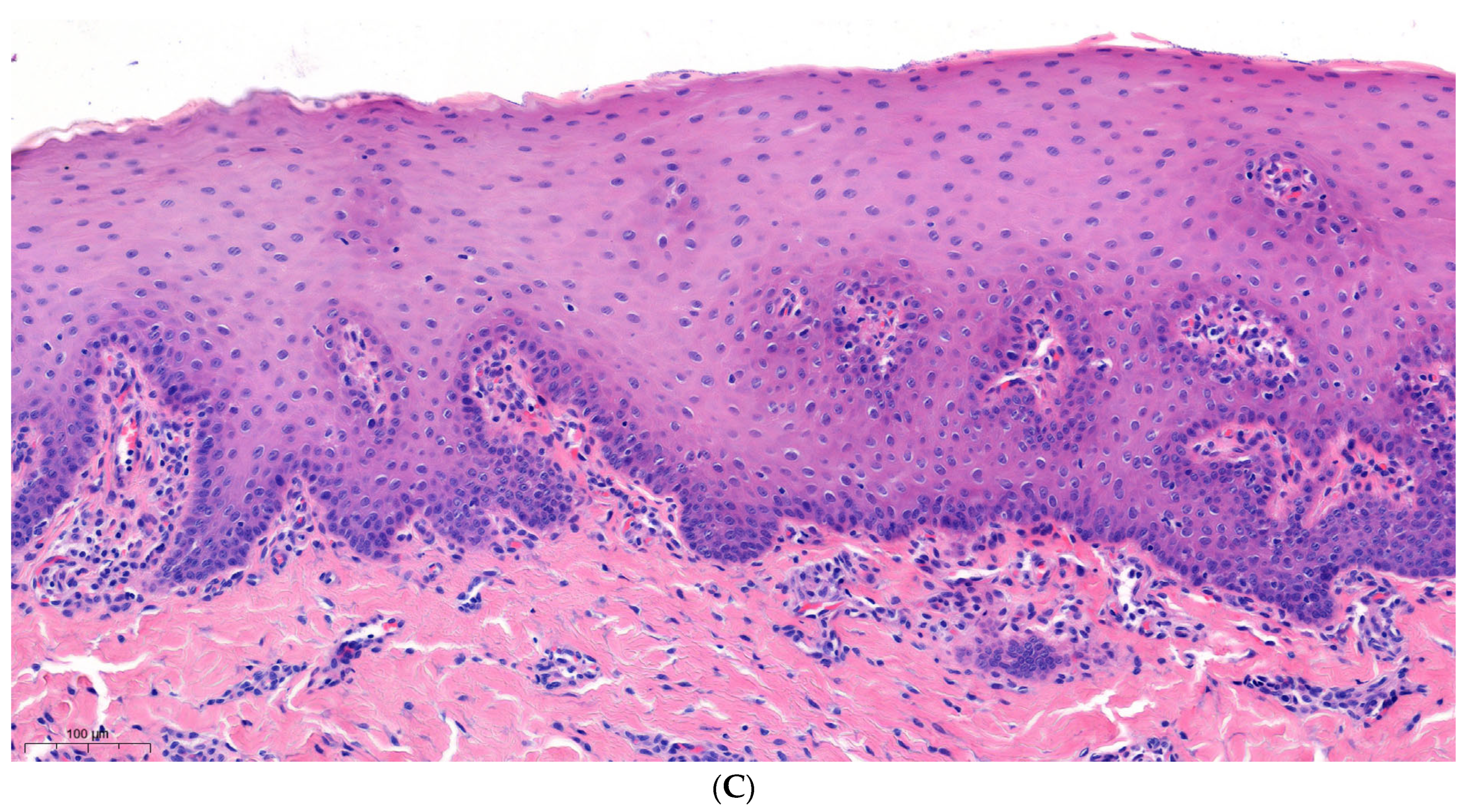 Dentistry 12 00151 g003b