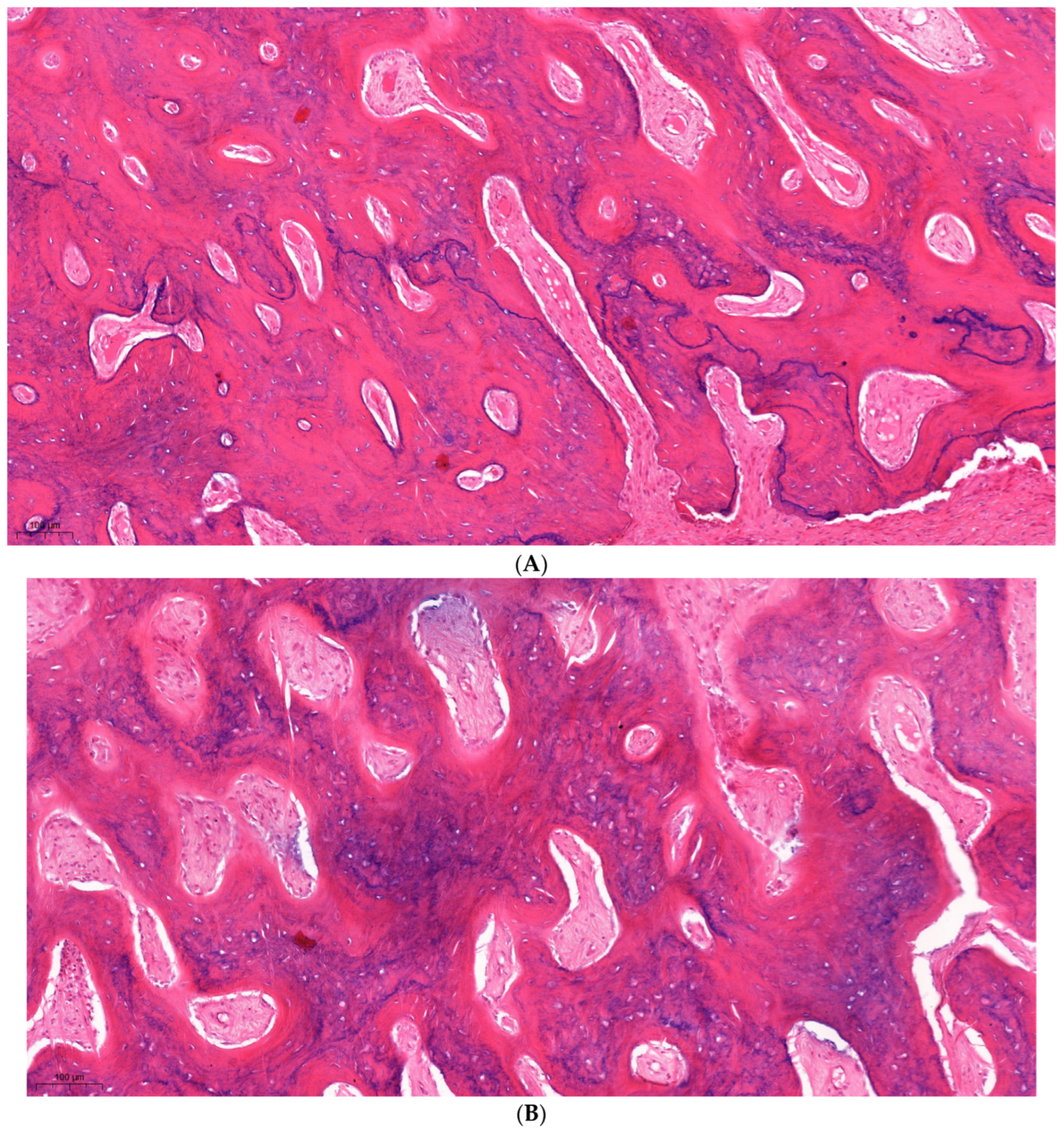 Dentistry 12 00151 g004a