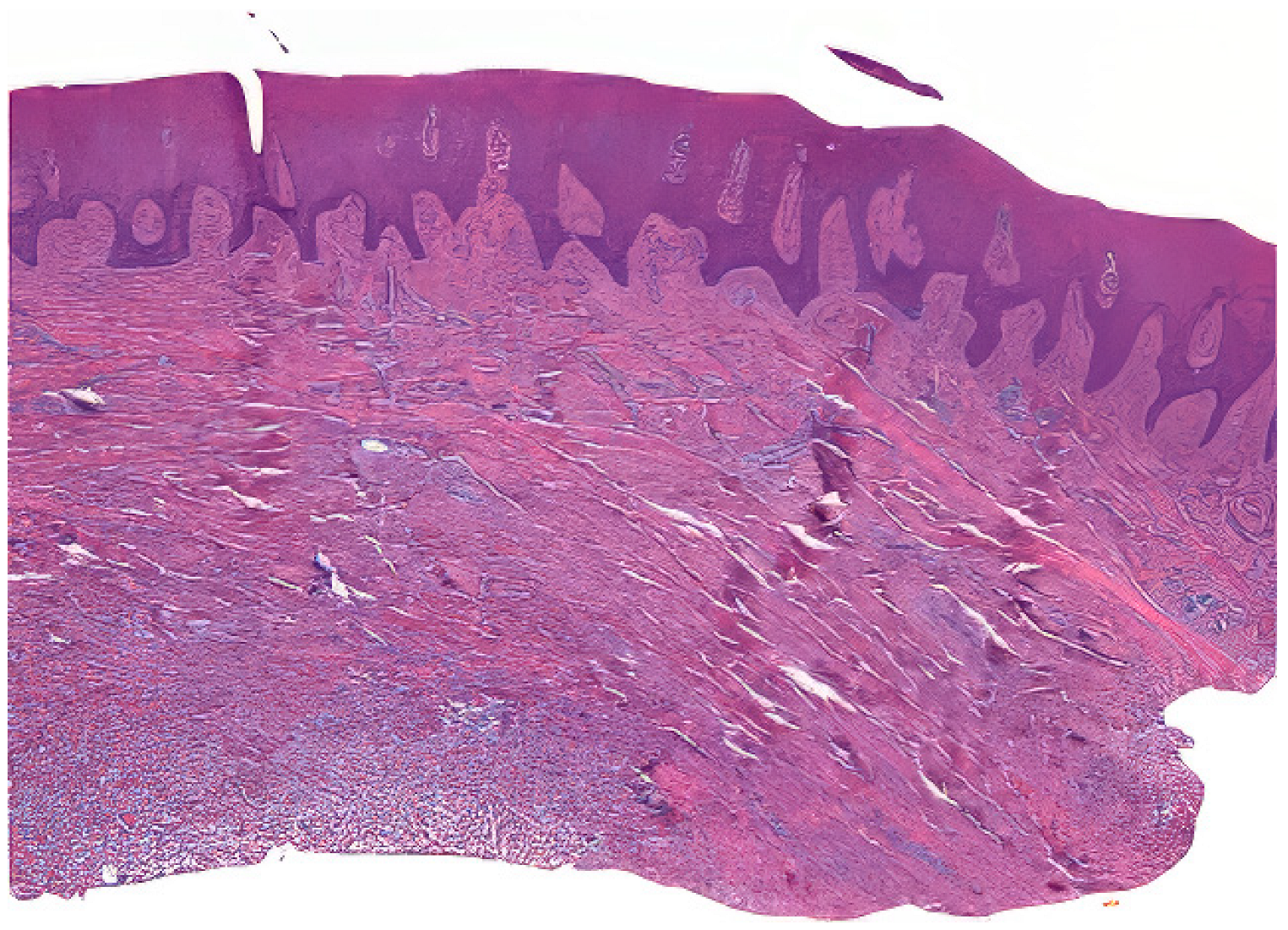 Dentistry 12 00288 g002