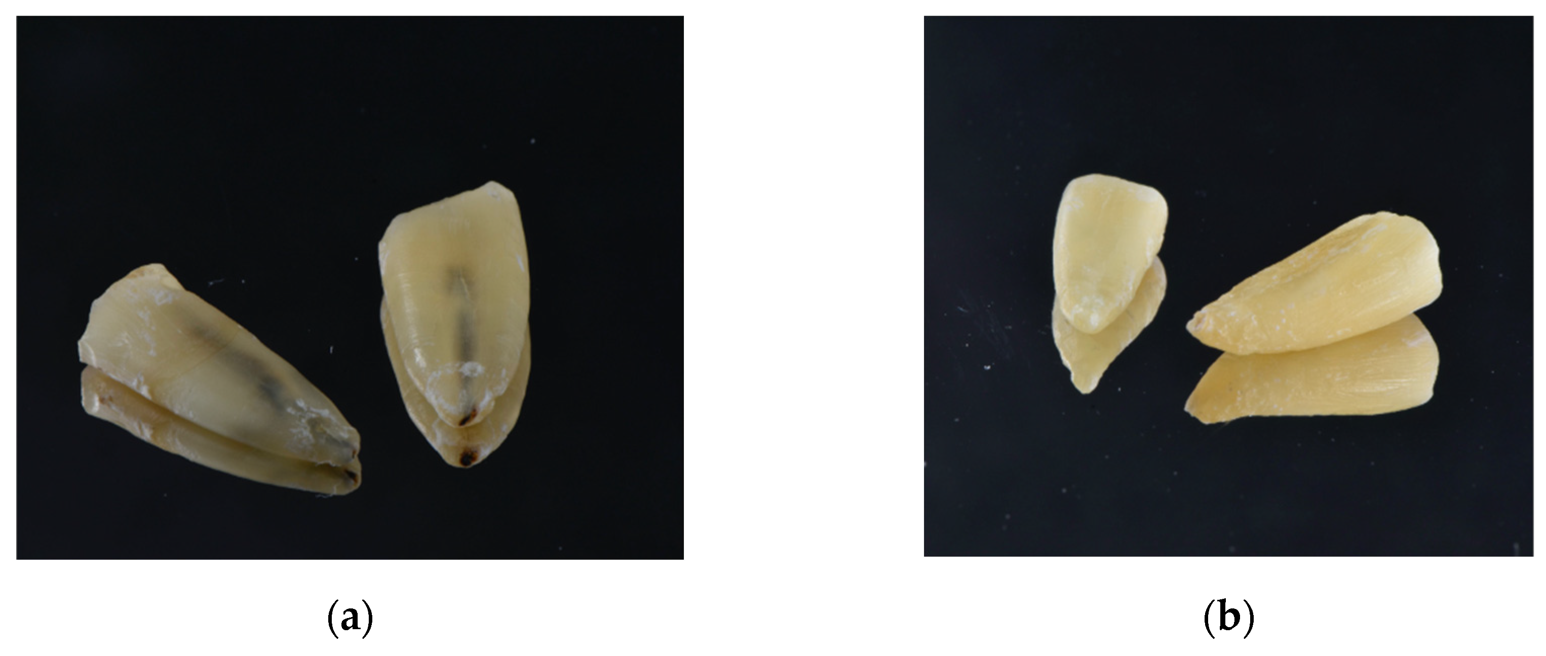 Dentistry 12 00308 g004